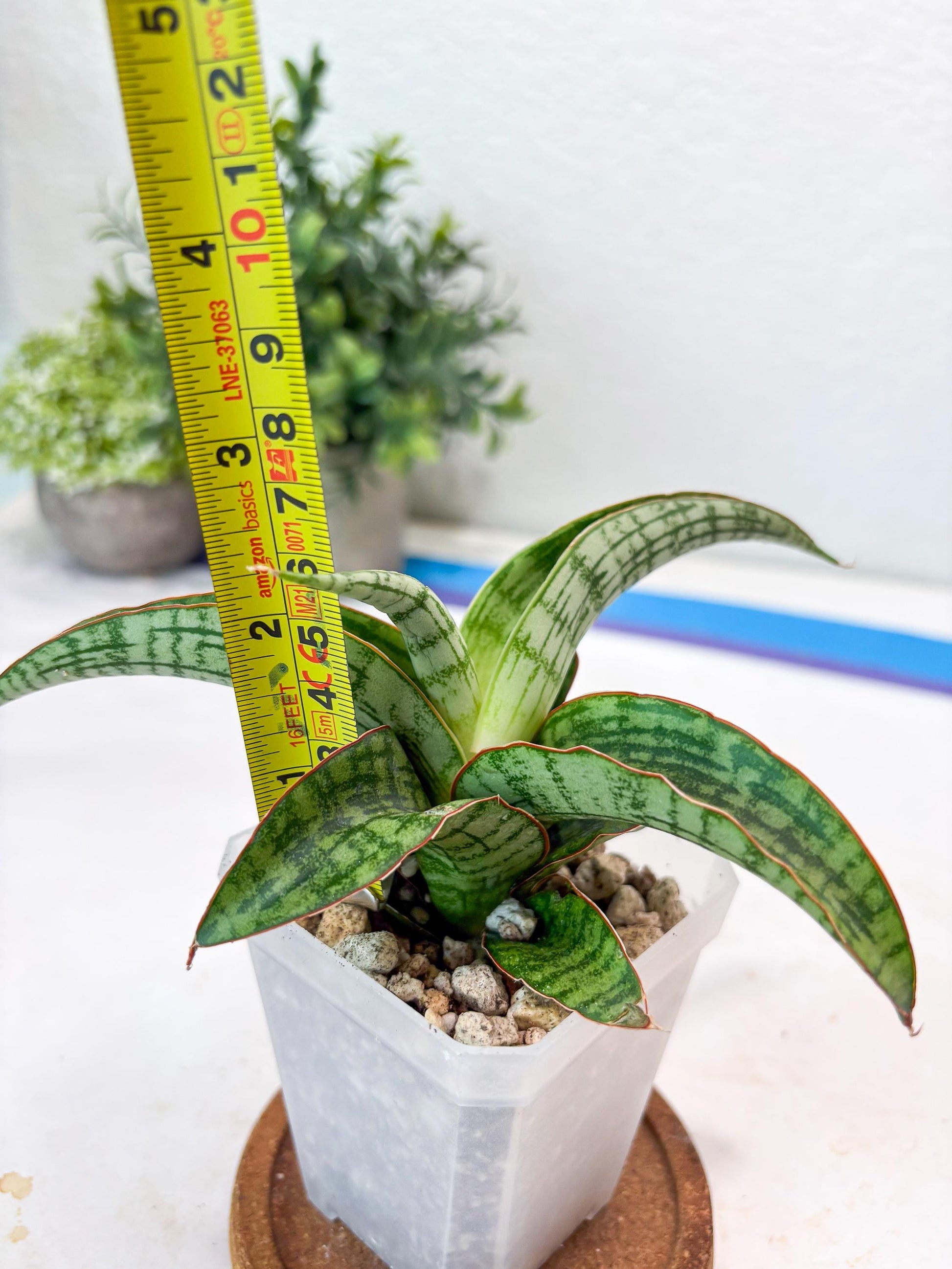 Sansevieria Mahameru (#Ba65) | Rare Snake Plant