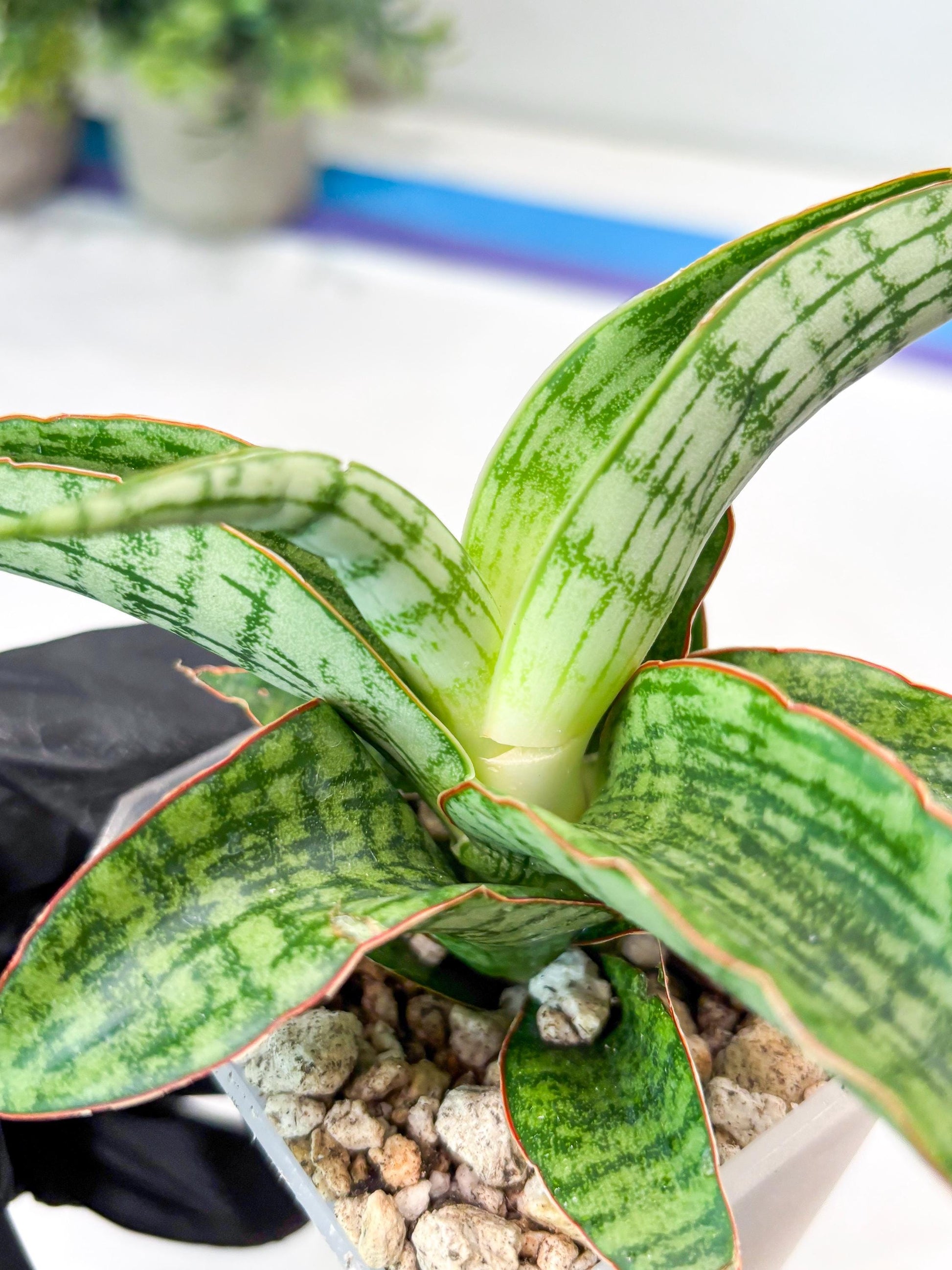 Sansevieria Mahameru (#Ba65) | Rare Snake Plant
