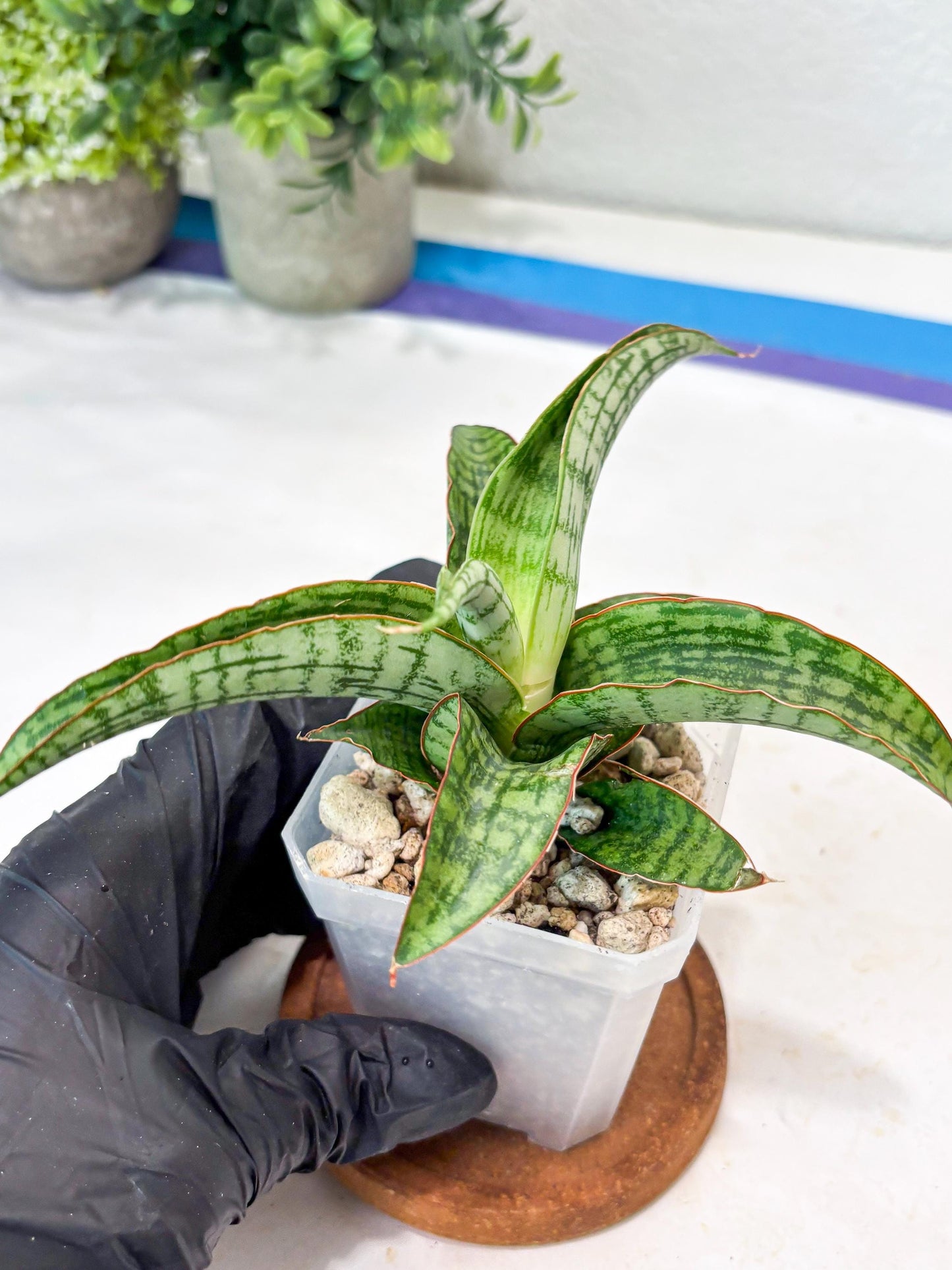 Sansevieria Mahameru (#Ba65) | Rare Snake Plant