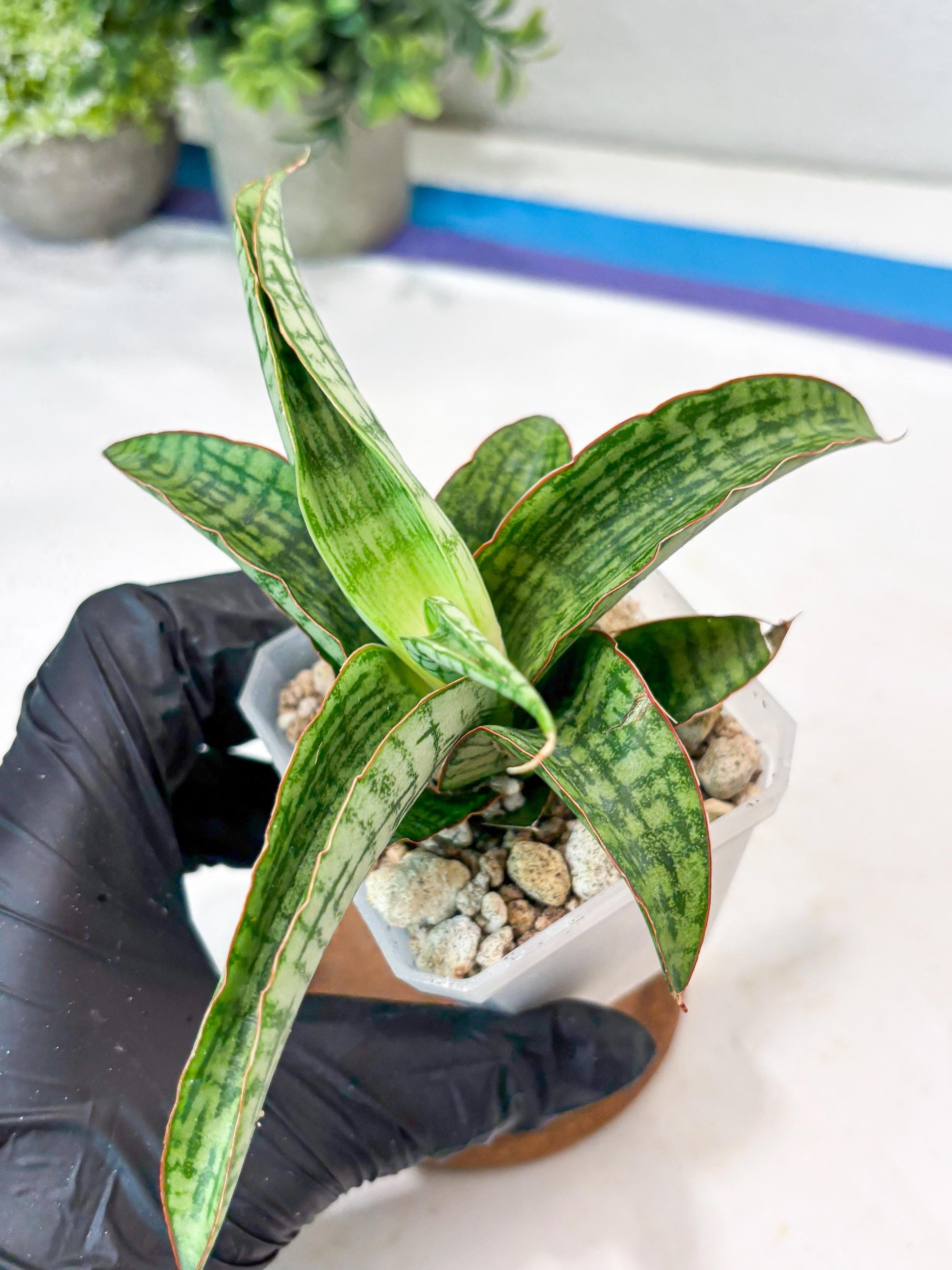 Sansevieria Mahameru (#Ba65) | Rare Snake Plant