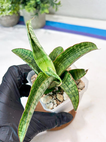 Sansevieria Mahameru (#Ba65) | Rare Snake Plant