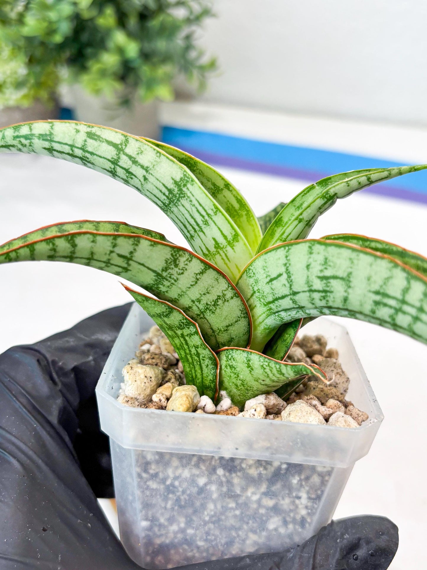 Sansevieria Mahameru (#Ba65) | Rare Snake Plant