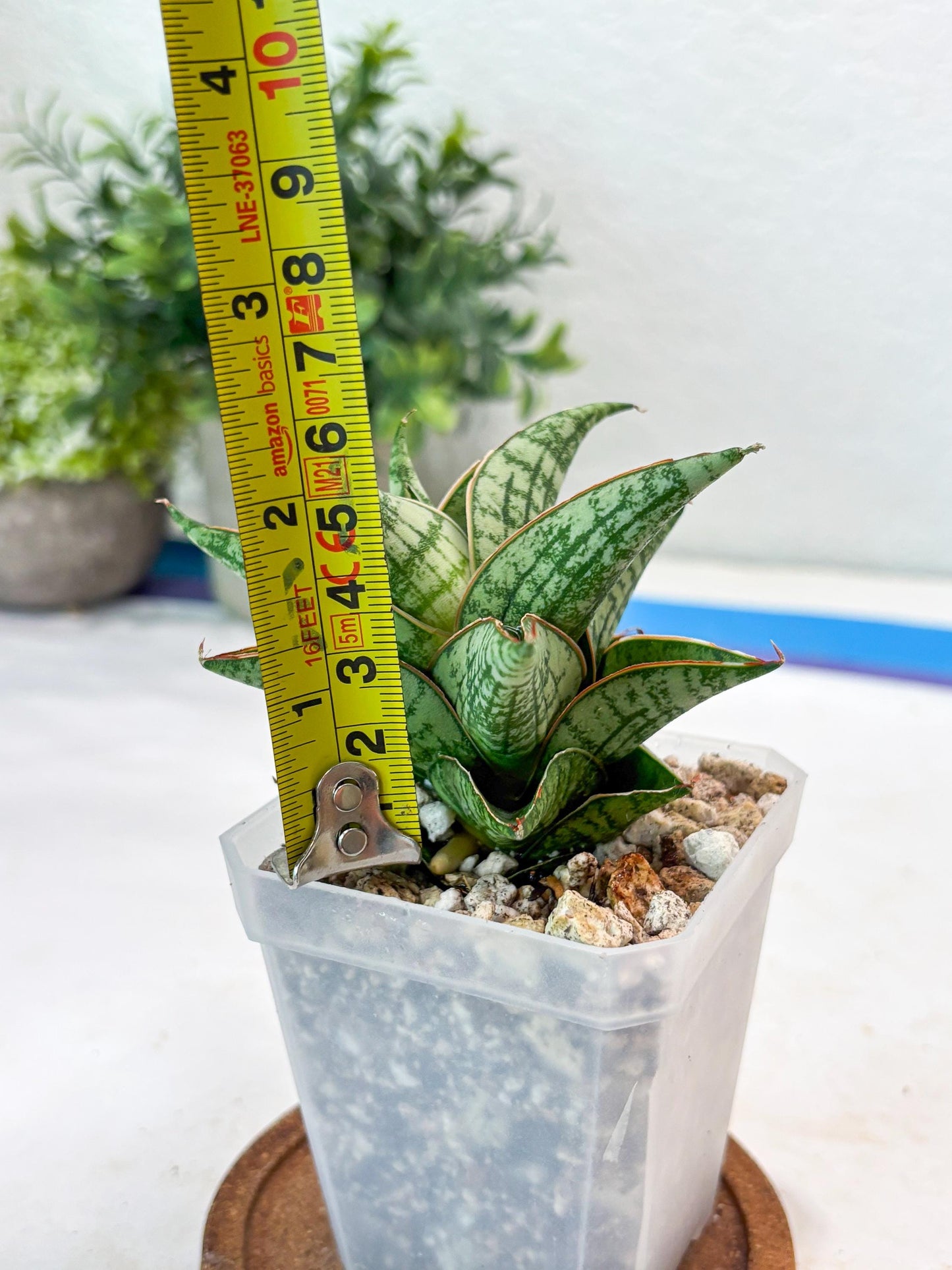 Sansevieria Mintus (#Ba68) | Imported Hybrid Species