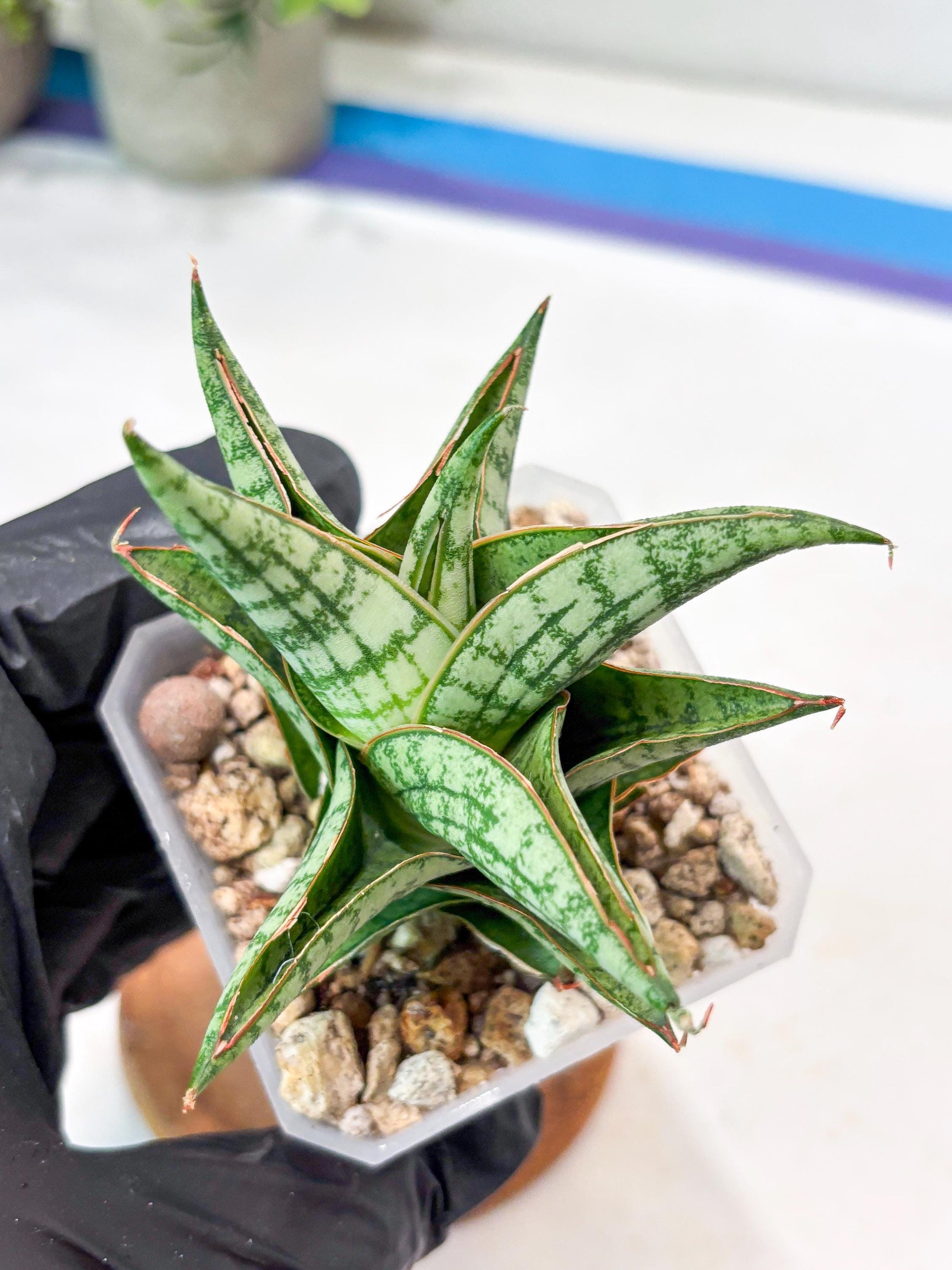 Sansevieria Mintus (#Ba68) | Imported Hybrid Species