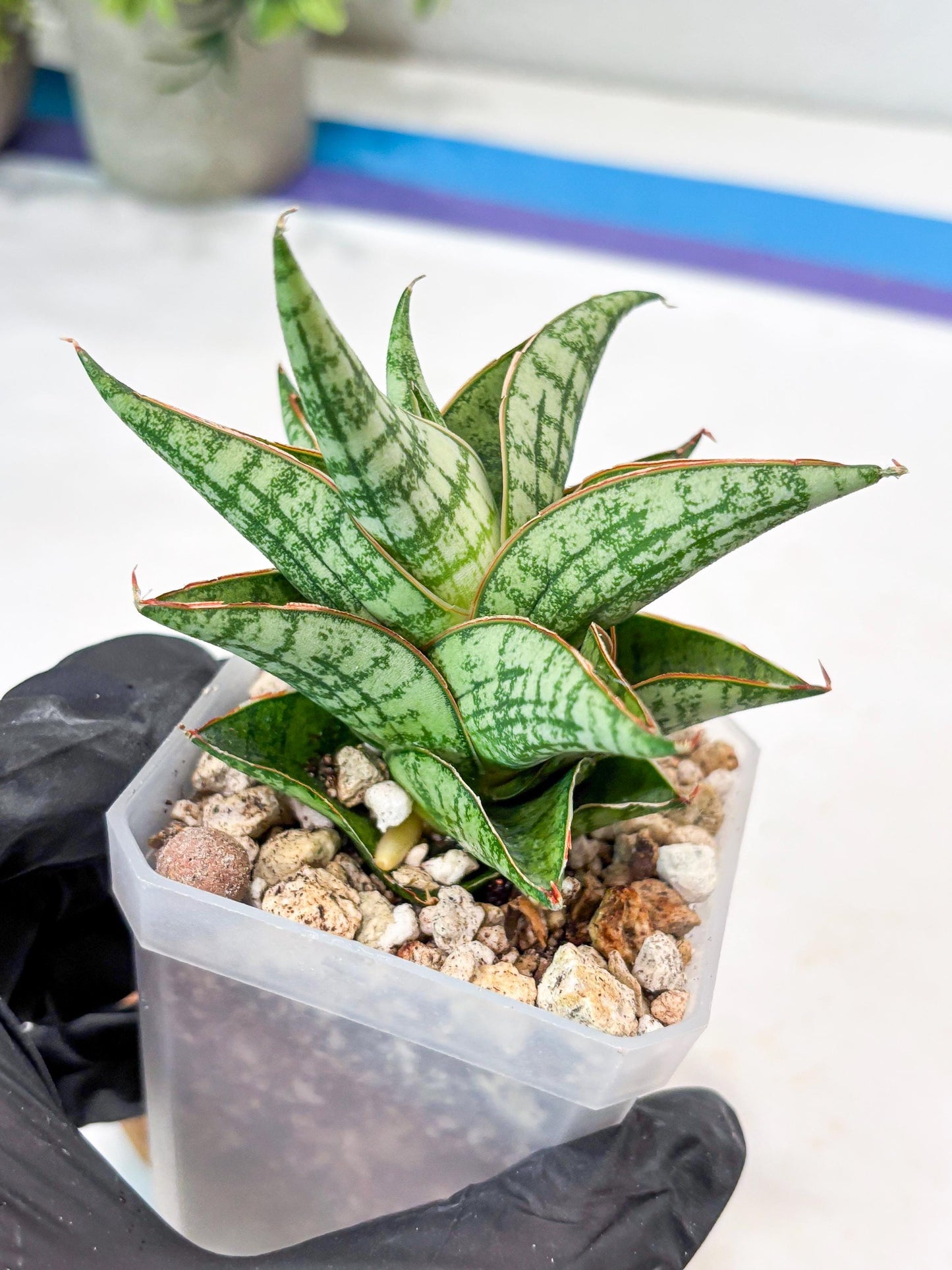 Sansevieria Mintus (#Ba68) | Imported Hybrid Species