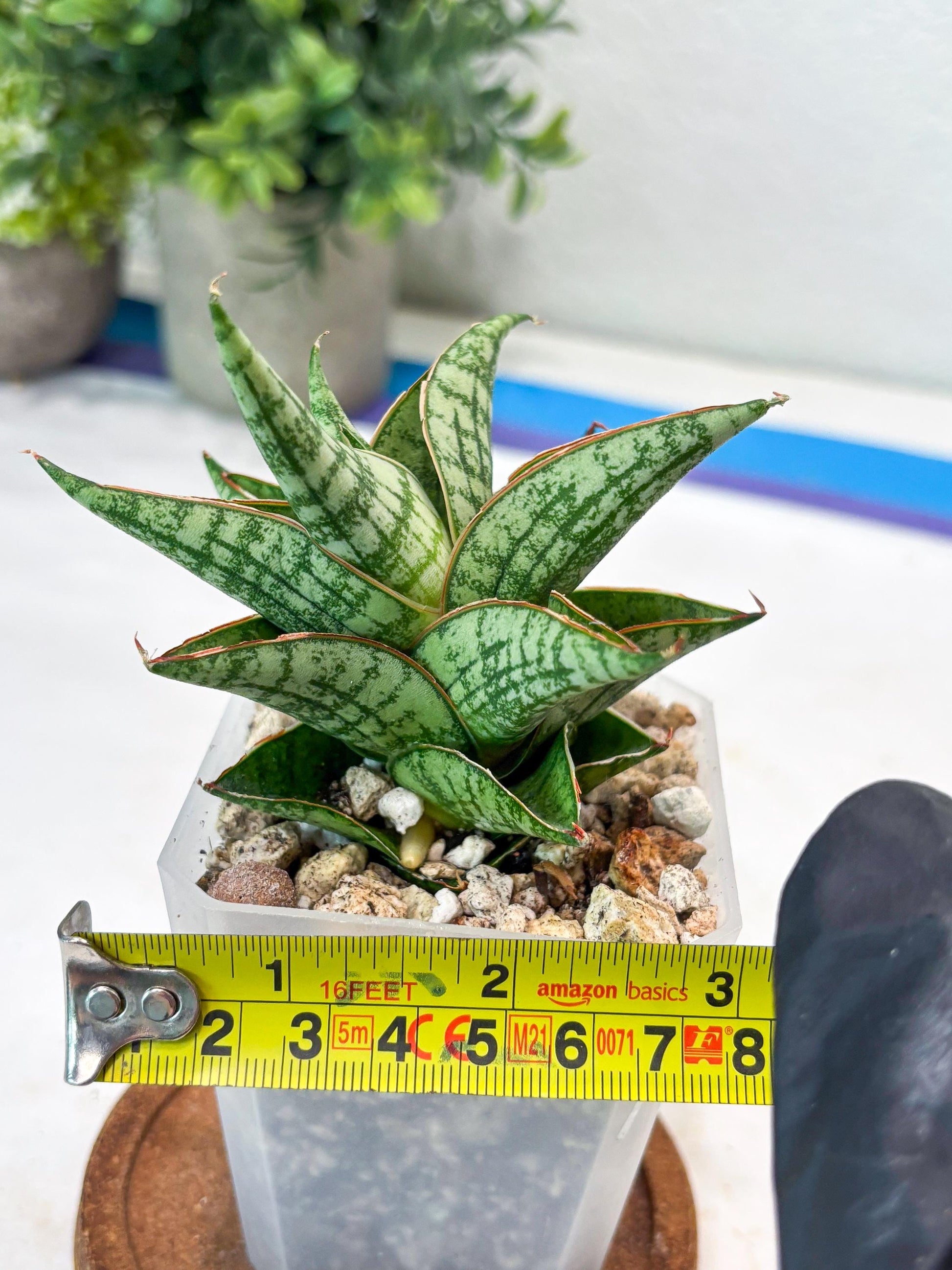 Sansevieria Mintus (#Ba68) | Imported Hybrid Species
