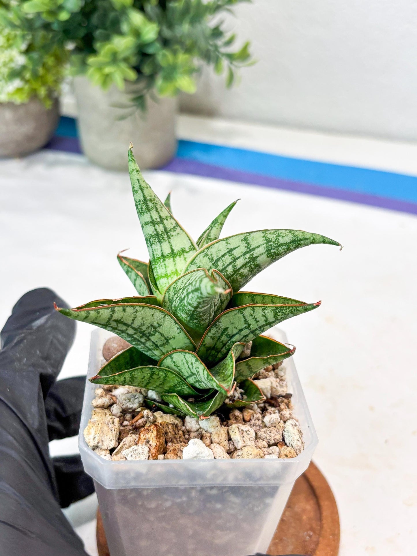 Sansevieria Mintus (#Ba68) | Imported Hybrid Species