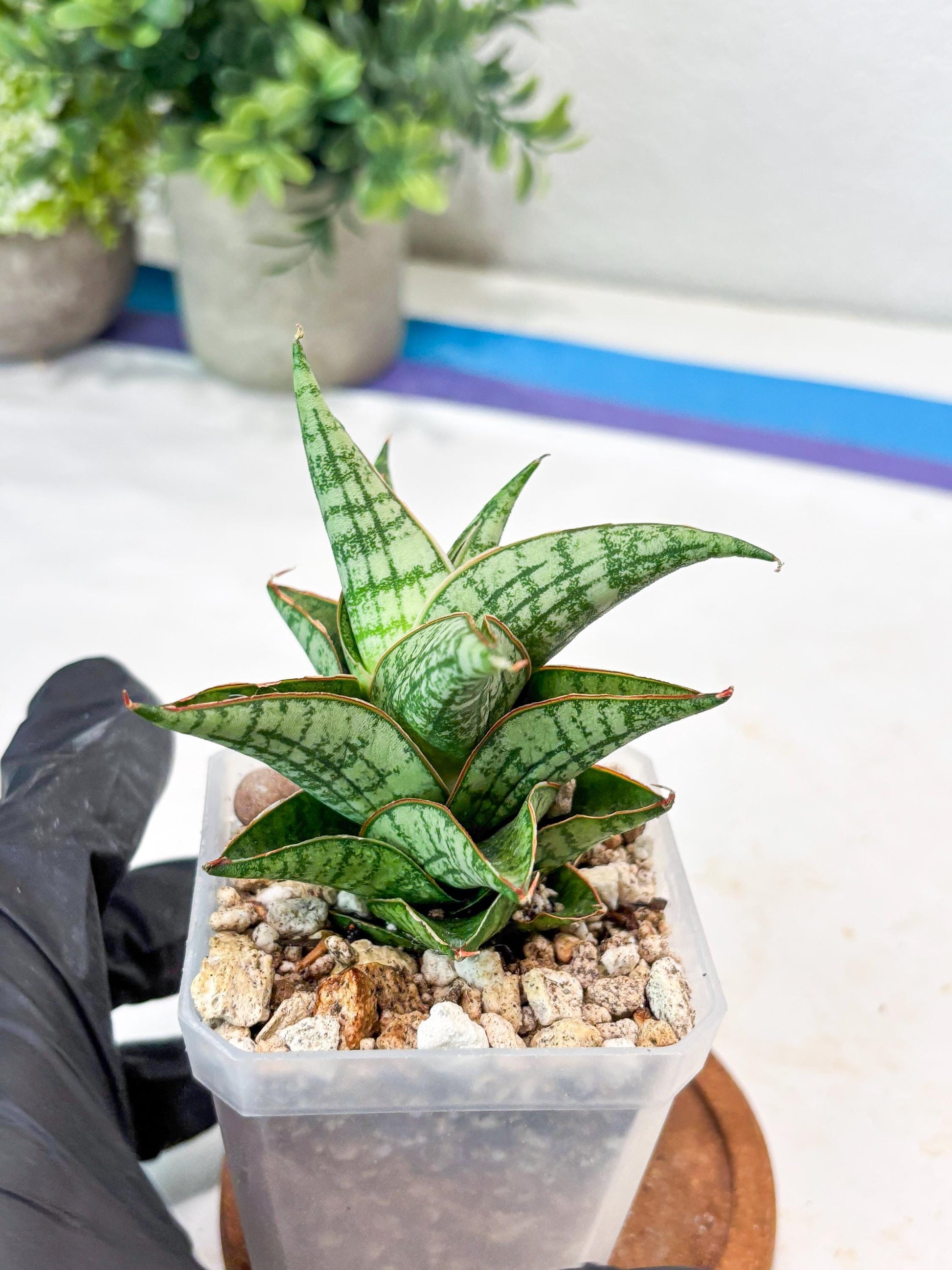 Sansevieria Mintus (#Ba68) | Imported Hybrid Species