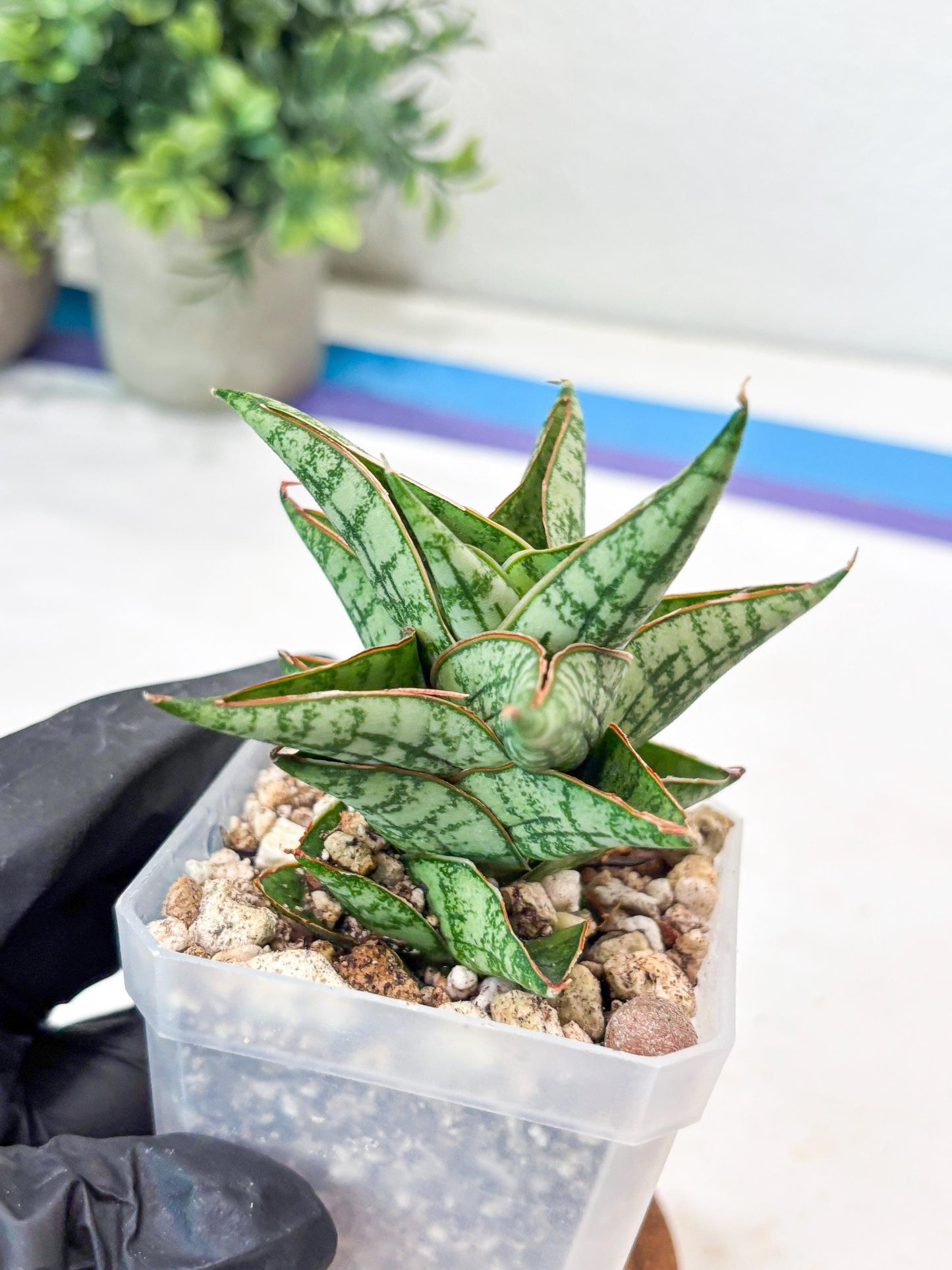 Sansevieria Mintus (#Ba68) | Imported Hybrid Species