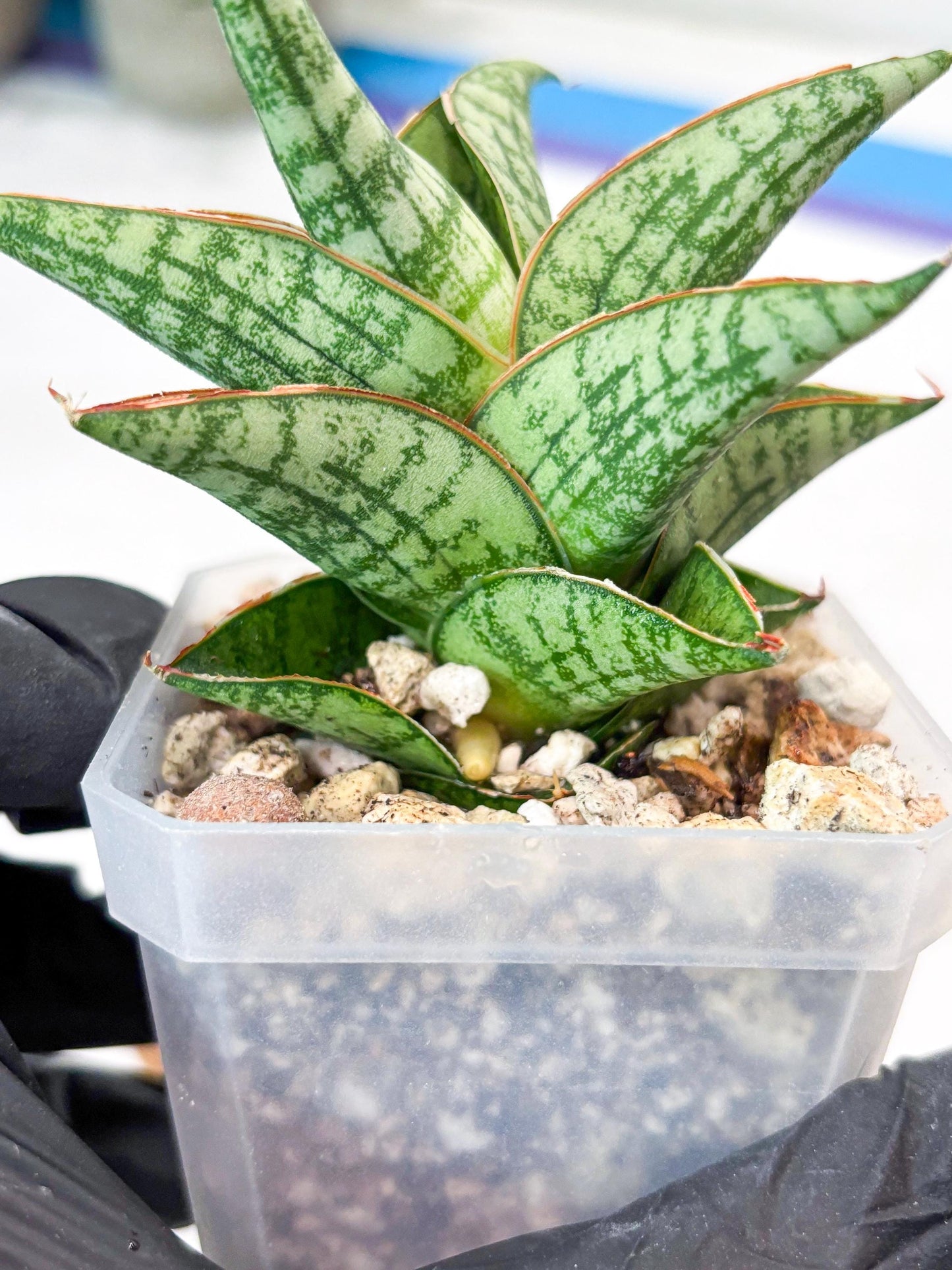 Sansevieria Mintus (#Ba68) | Imported Hybrid Species