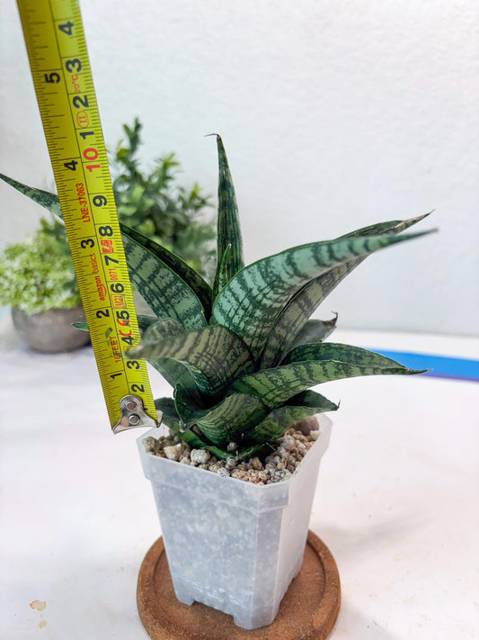 Sansevieria Modar (#Ba69) | Rare Snake Plant