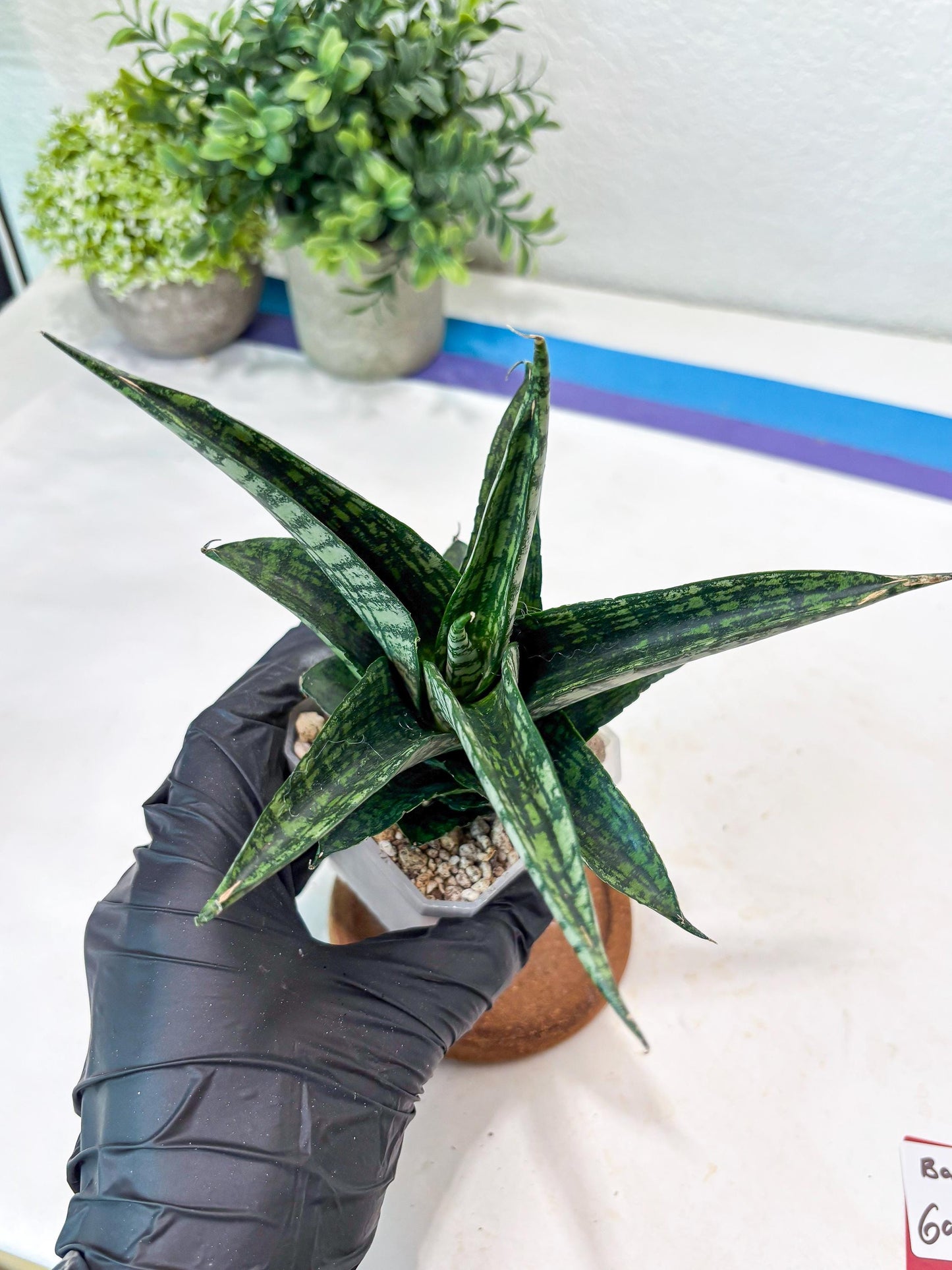 Sansevieria Modar (#Ba69) | Rare Snake Plant
