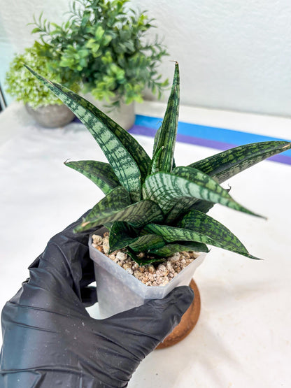 Sansevieria Modar (#Ba69) | Rare Snake Plant