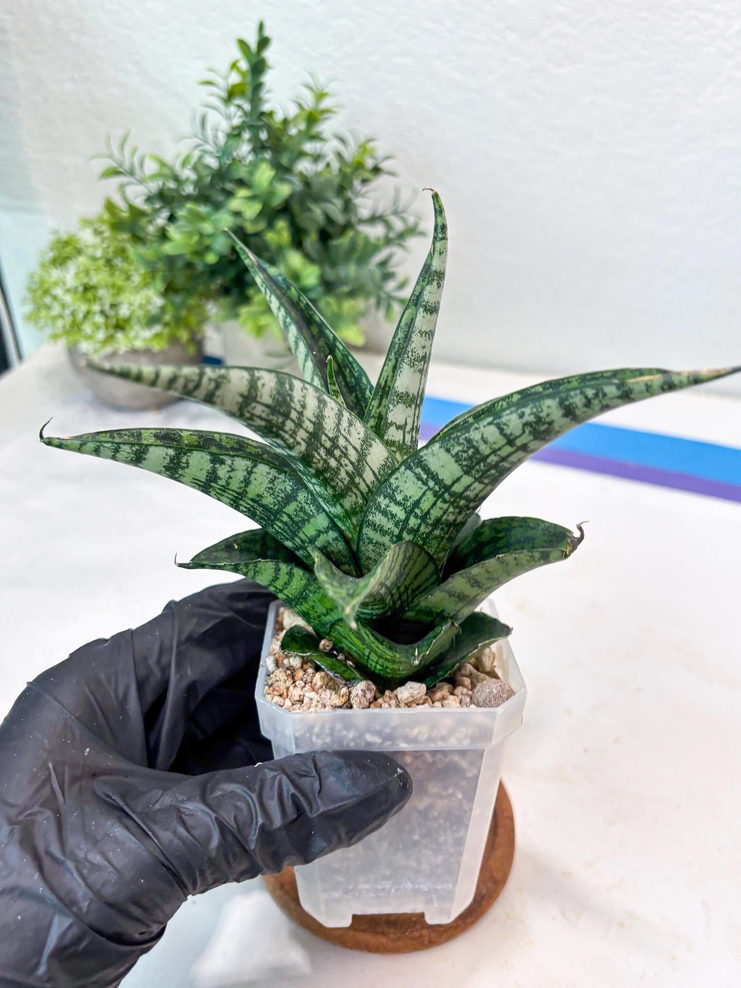 Sansevieria Modar (#Ba69) | Rare Snake Plant