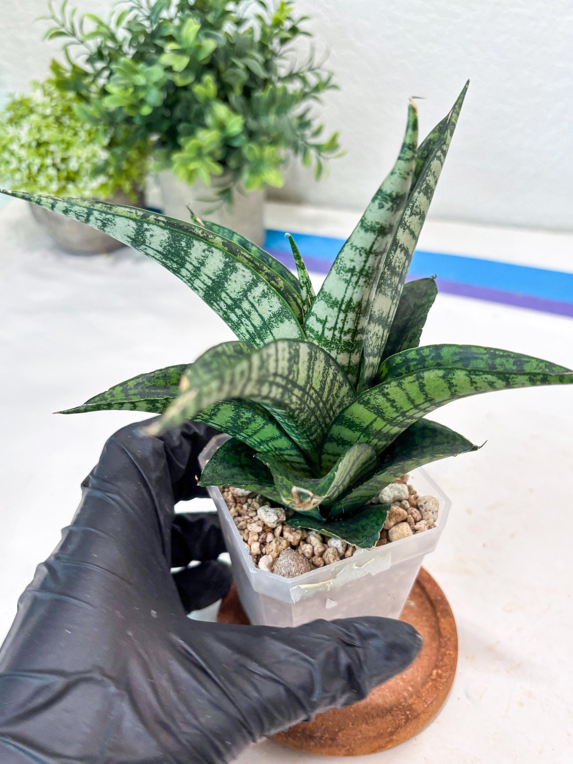 Sansevieria Modar (#Ba69) | Rare Snake Plant