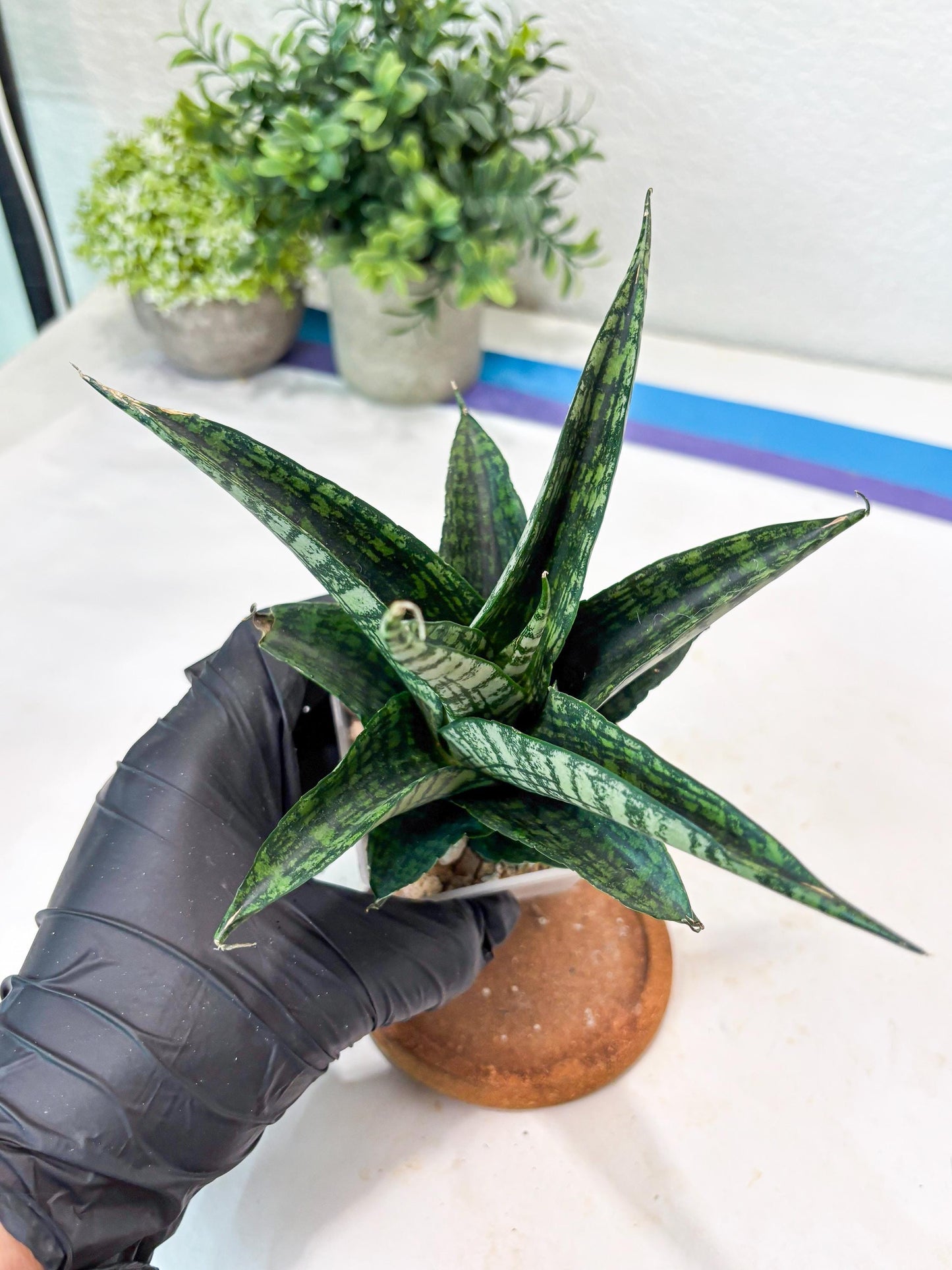 Sansevieria Modar (#Ba69) | Rare Snake Plant