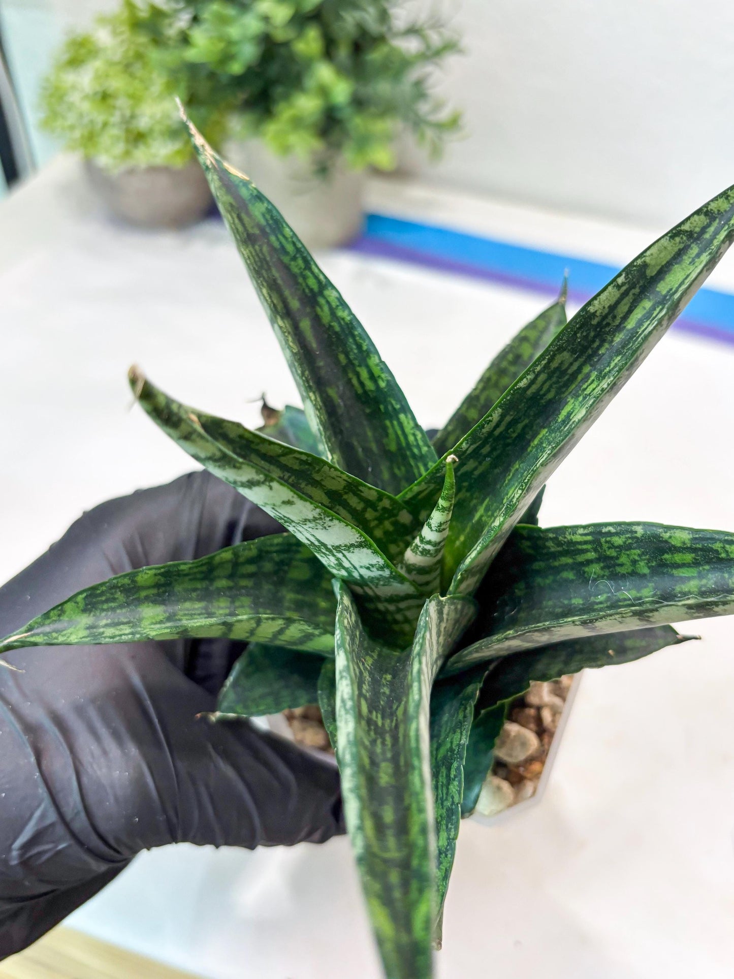 Sansevieria Modar (#Ba69) | Rare Snake Plant