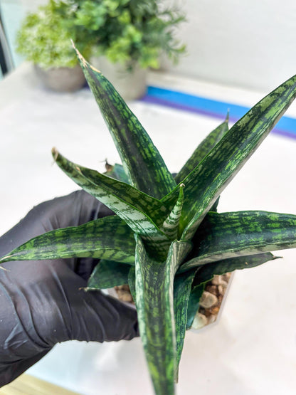 Sansevieria Modar (#Ba69) | Rare Snake Plant