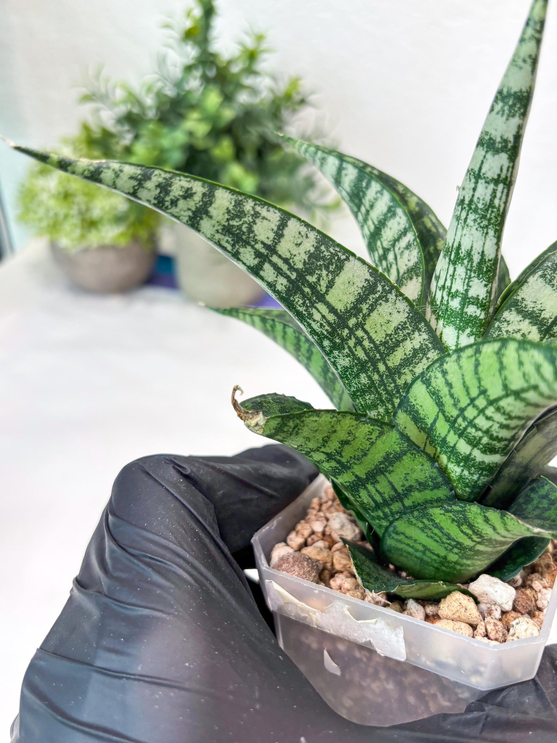 Sansevieria Modar (#Ba69) | Rare Snake Plant