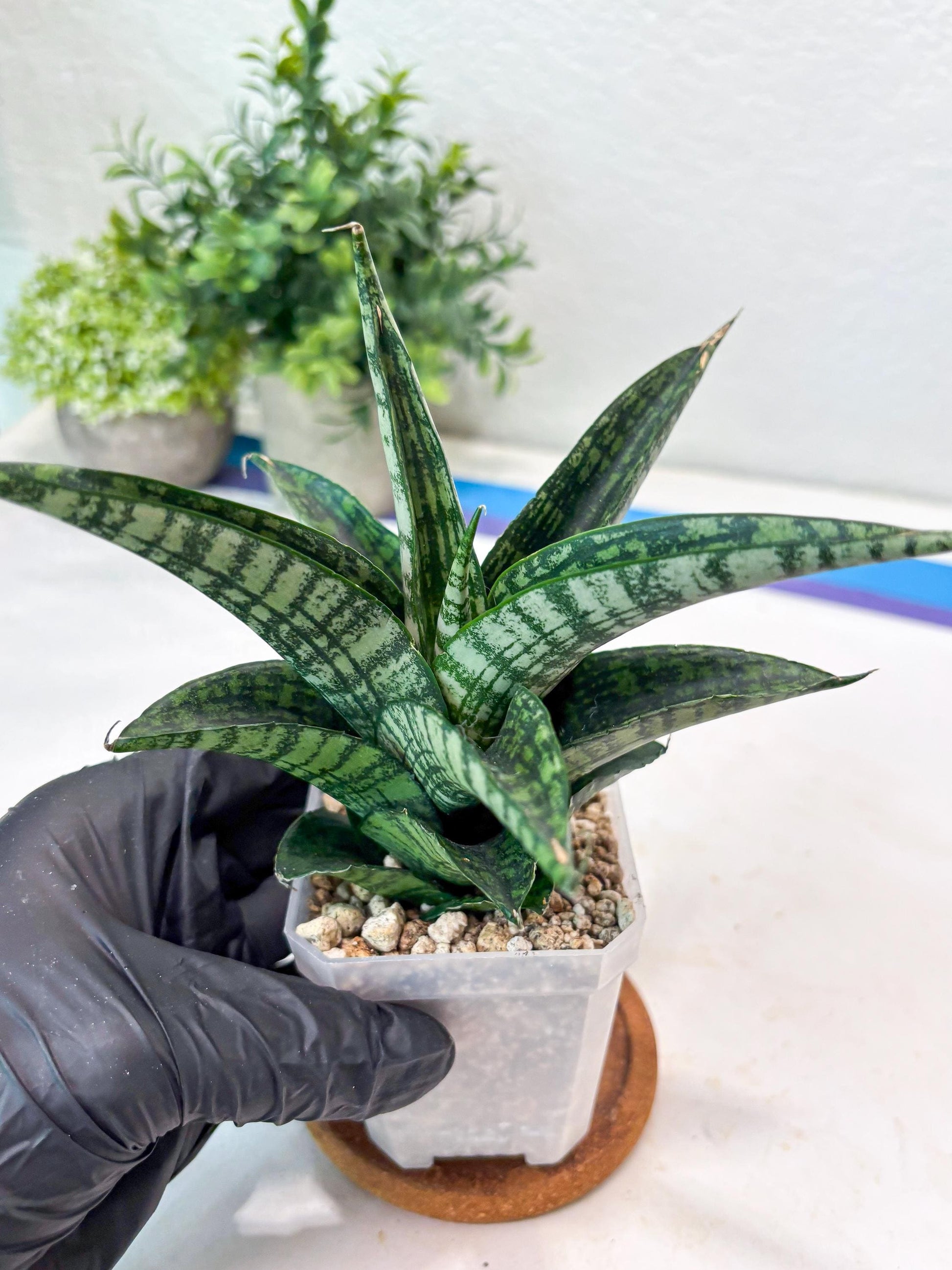 Sansevieria Modar (#Ba69) | Rare Snake Plant