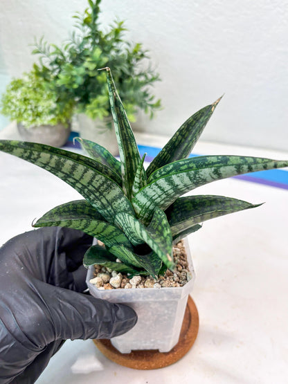 Sansevieria Modar (#Ba69) | Rare Snake Plant