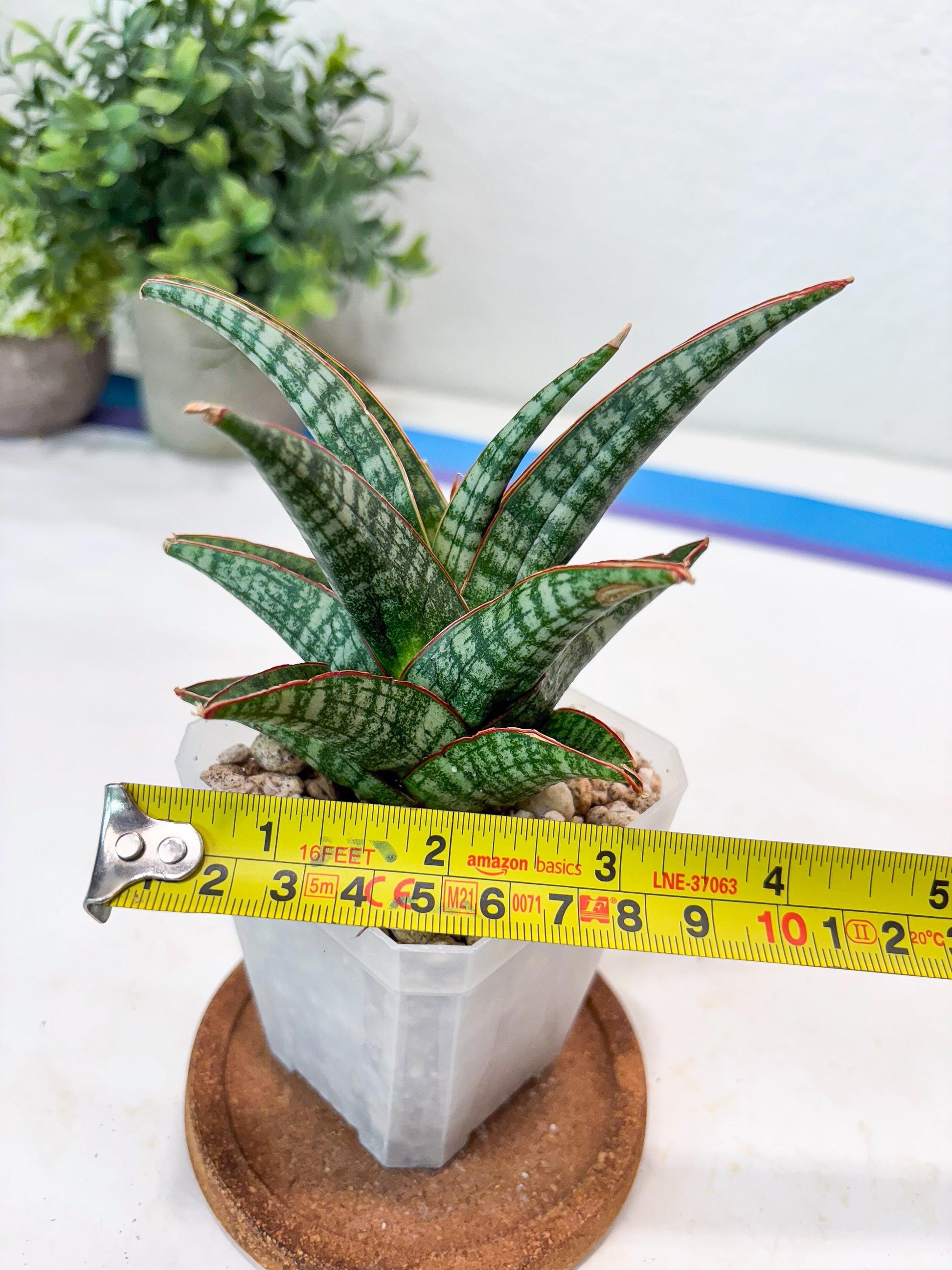 Sansevieria Samosir (#Ba74) | Imported Hybrid Species