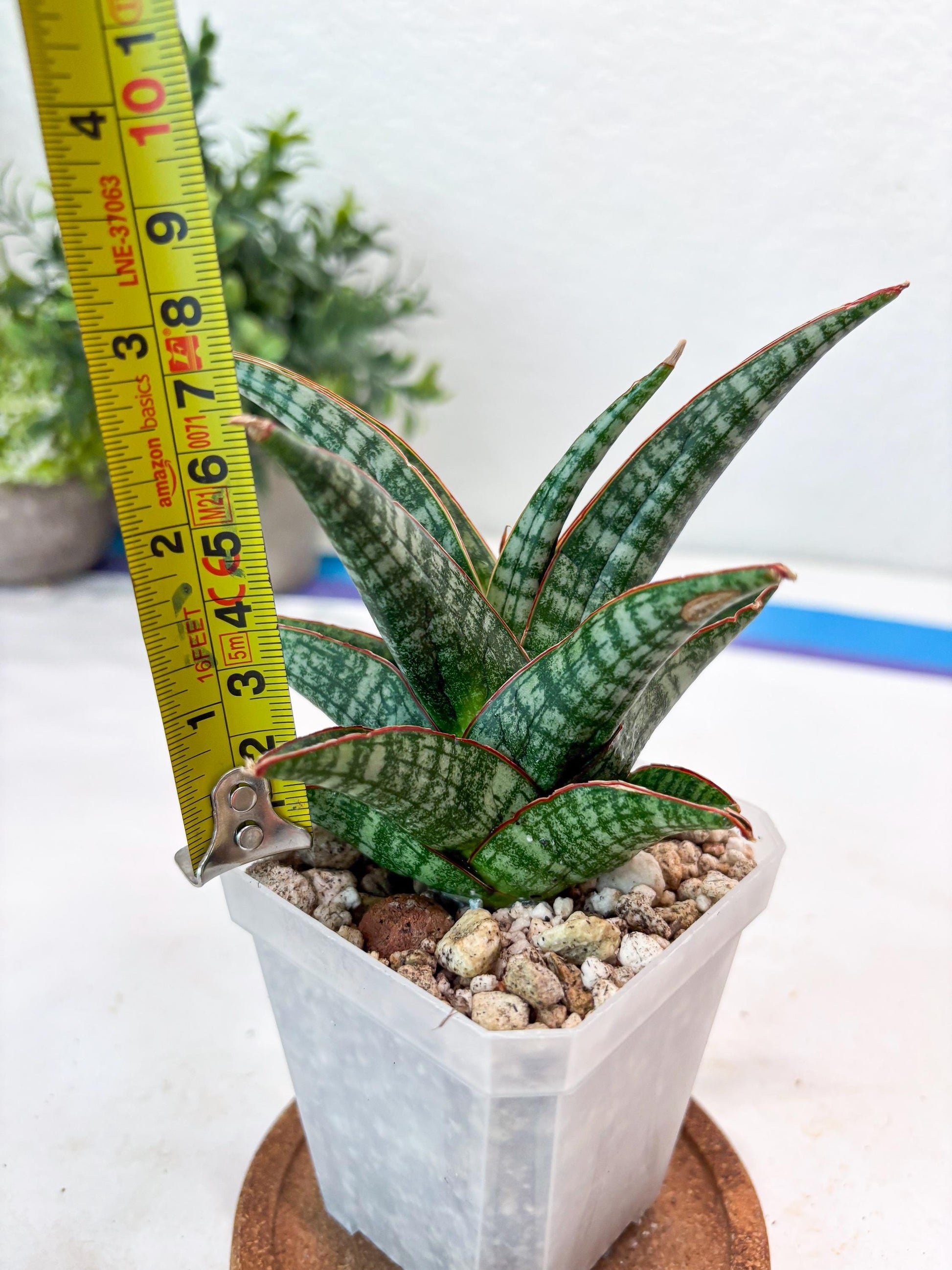Sansevieria Samosir (#Ba74) | Imported Hybrid Species