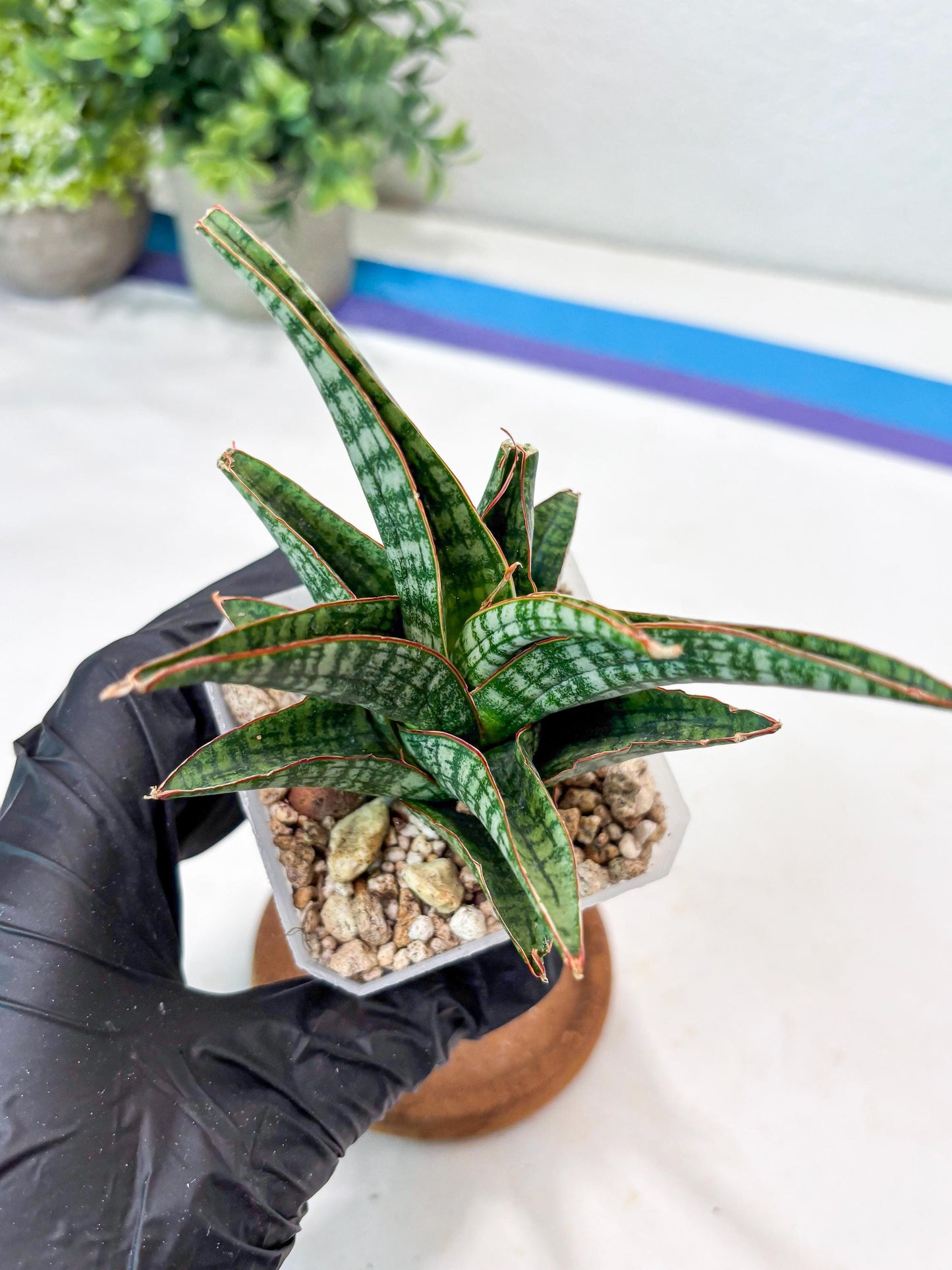 Sansevieria Samosir (#Ba74) | Imported Hybrid Species