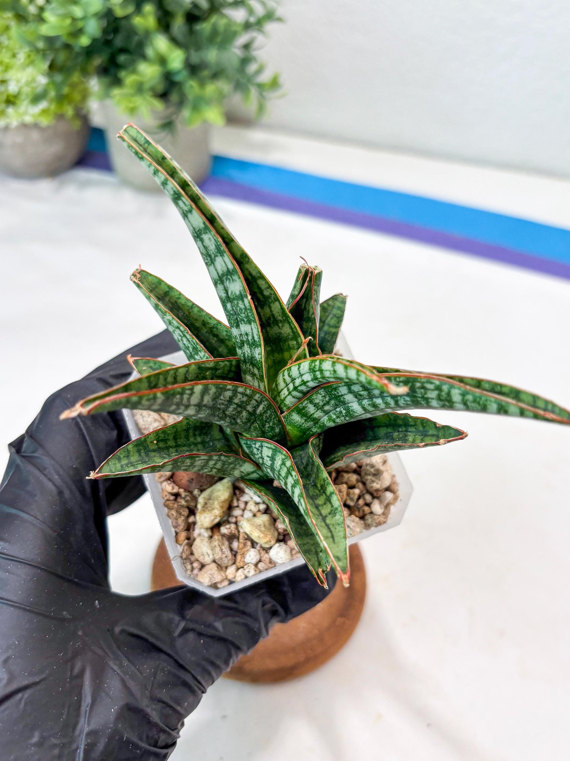 Sansevieria Samosir (#Ba74) | Imported Hybrid Species