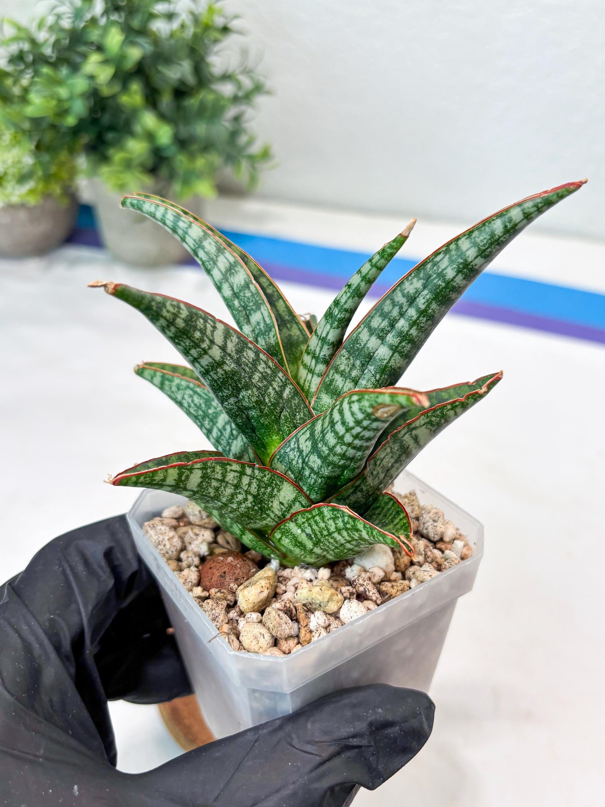 Sansevieria Samosir (#Ba74) | Imported Hybrid Species
