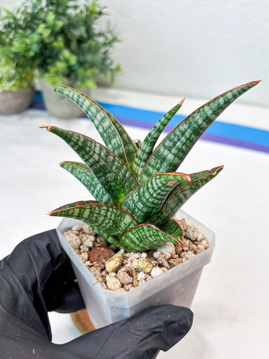 Sansevieria Samosir (#Ba74) | Imported Hybrid Species