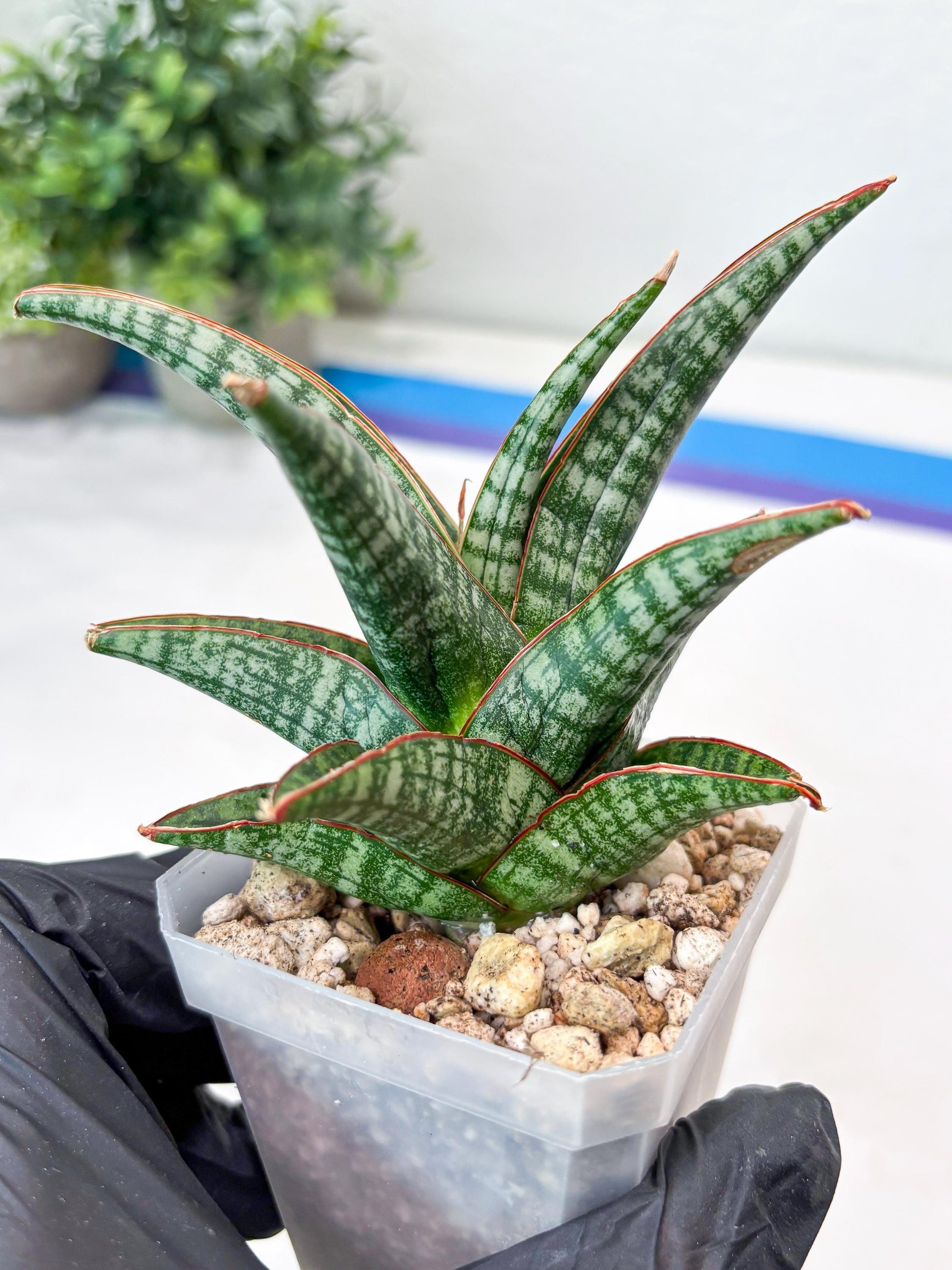 Sansevieria Samosir (#Ba74) | Imported Hybrid Species