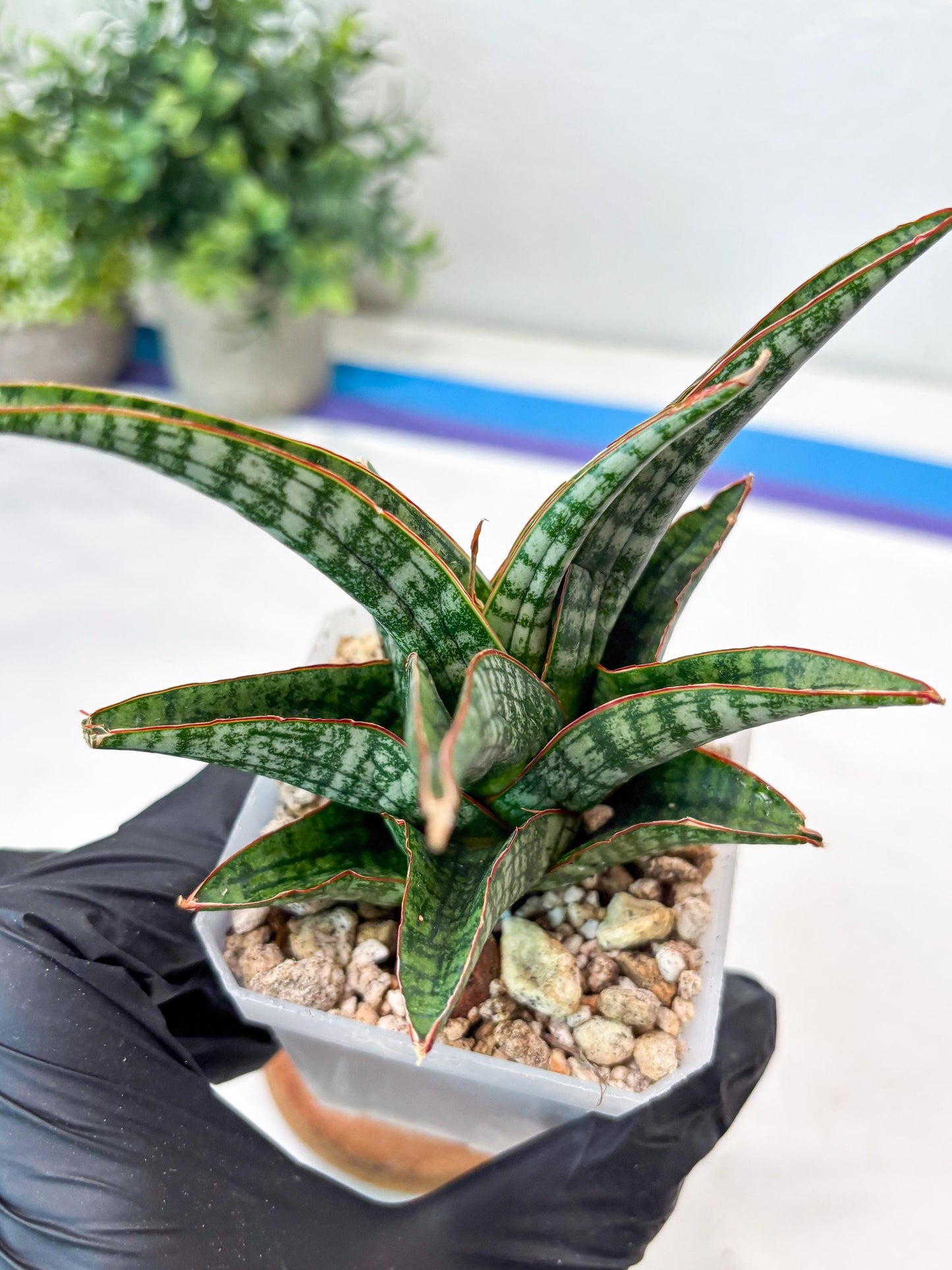 Sansevieria Samosir (#Ba74) | Imported Hybrid Species