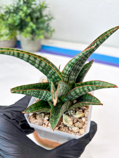 Sansevieria Samosir (#Ba74) | Imported Hybrid Species