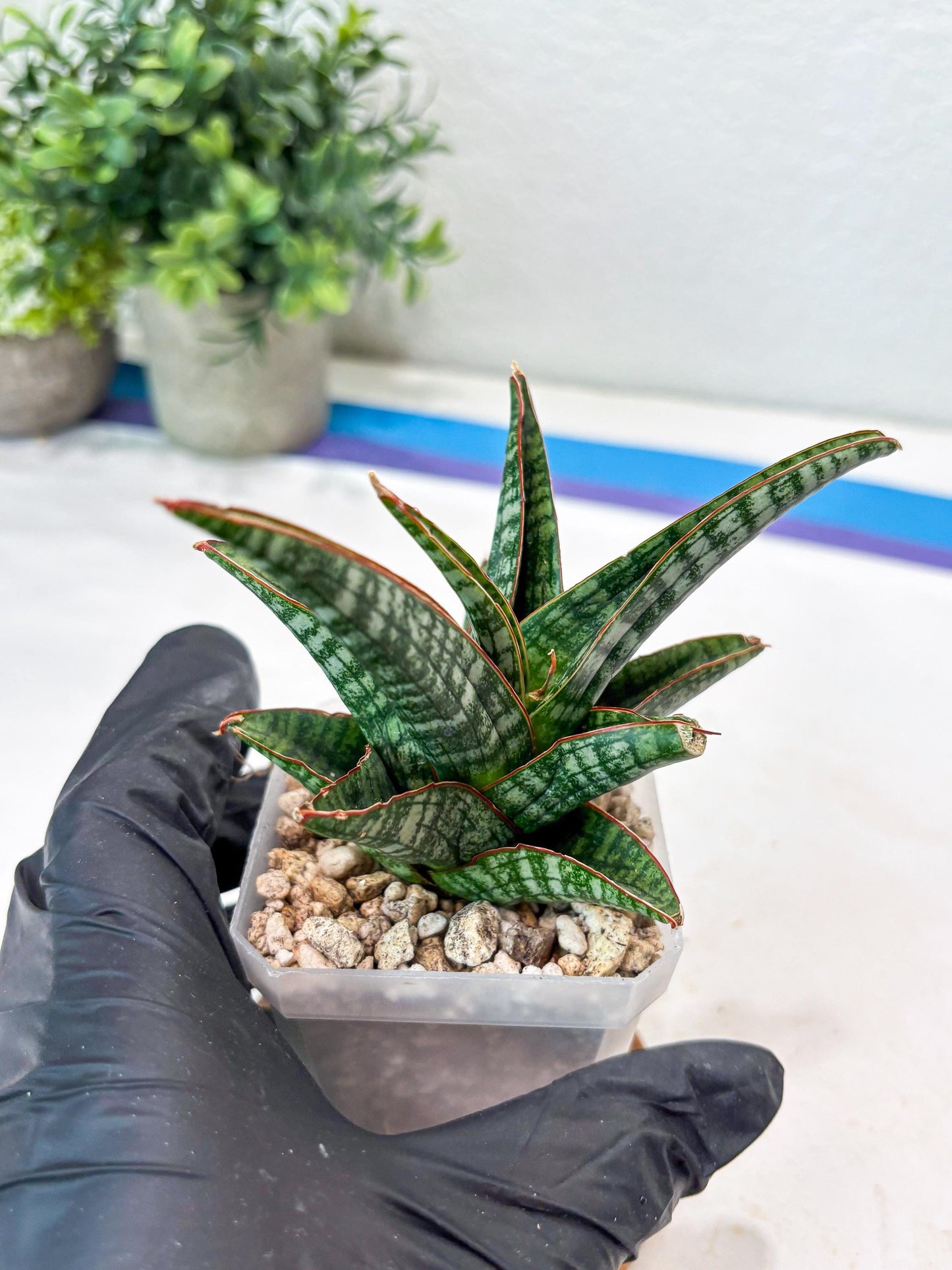 Sansevieria Samosir (#Ba74) | Imported Hybrid Species