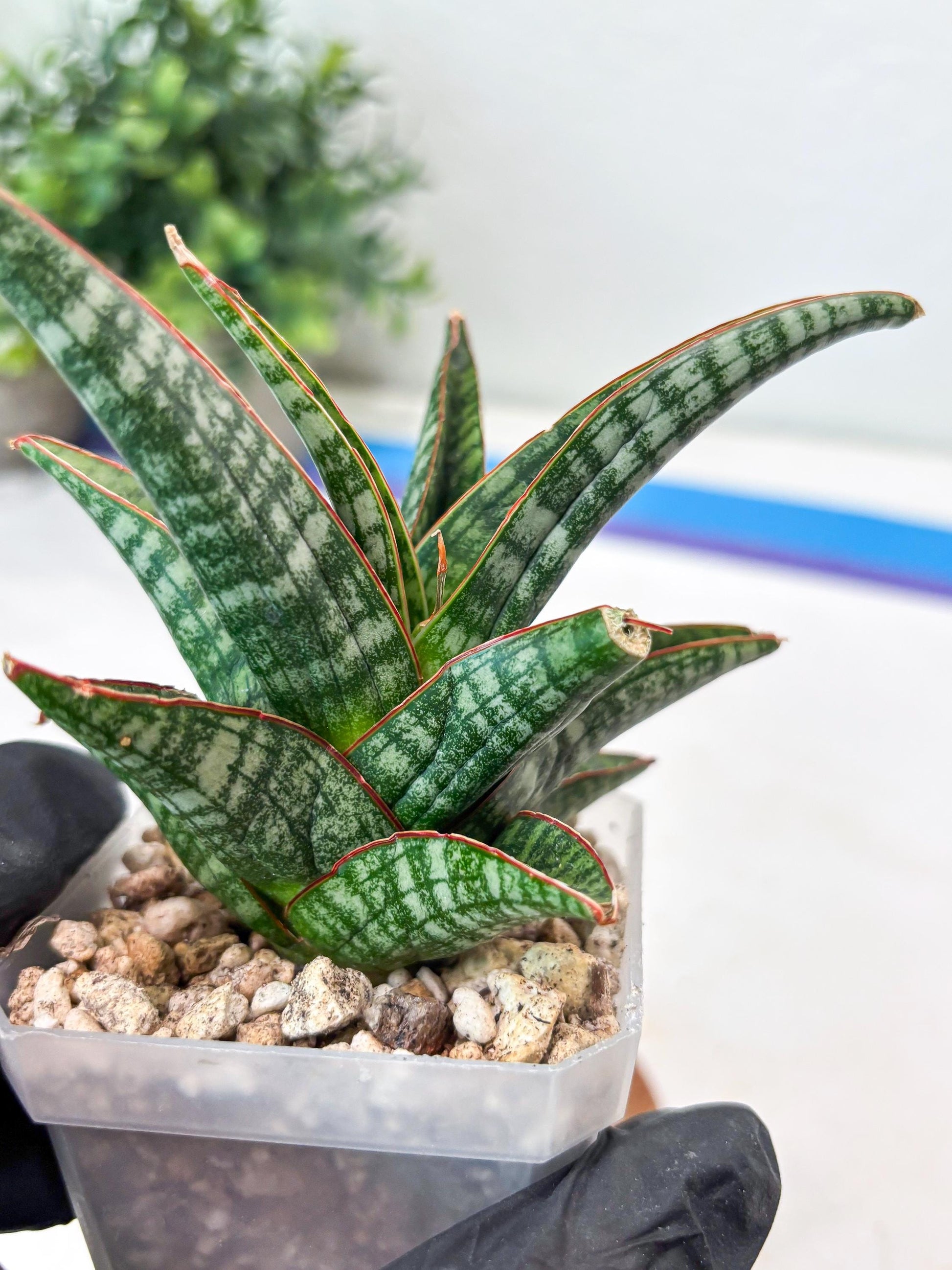 Sansevieria Samosir (#Ba74) | Imported Hybrid Species