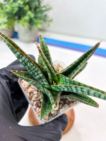 Sansevieria Samosir (#Ba74) | Imported Hybrid Species