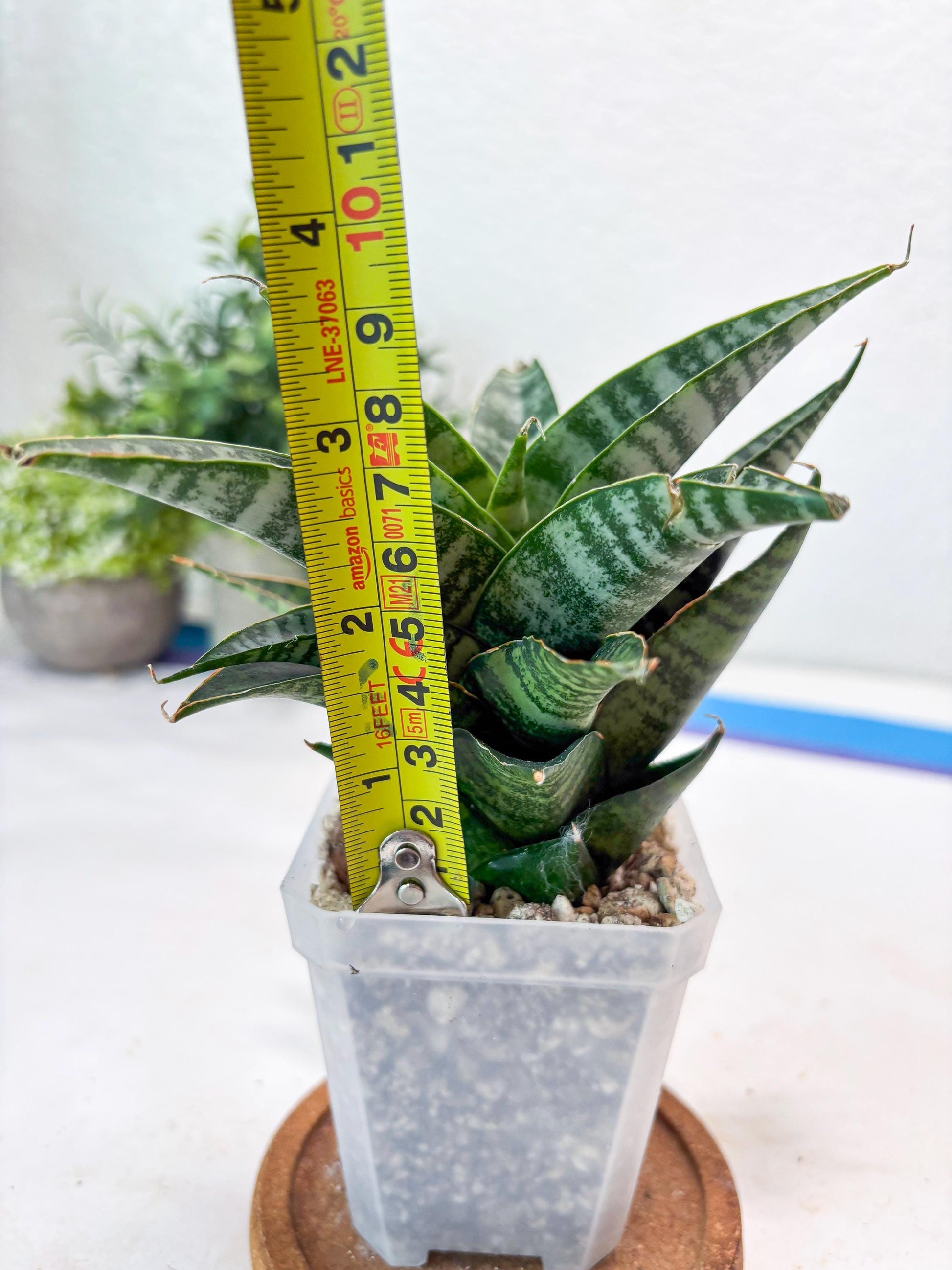 Sansevieria Widi (#Ba75) | Imported Hybrid Species