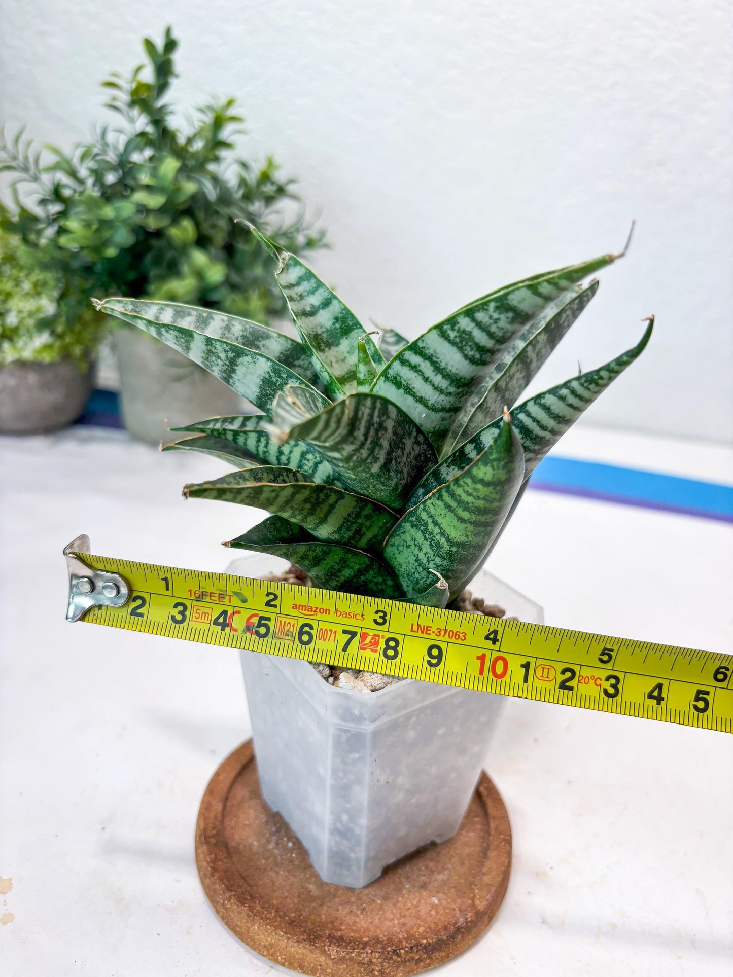 Sansevieria Widi (#Ba75) | Imported Hybrid Species