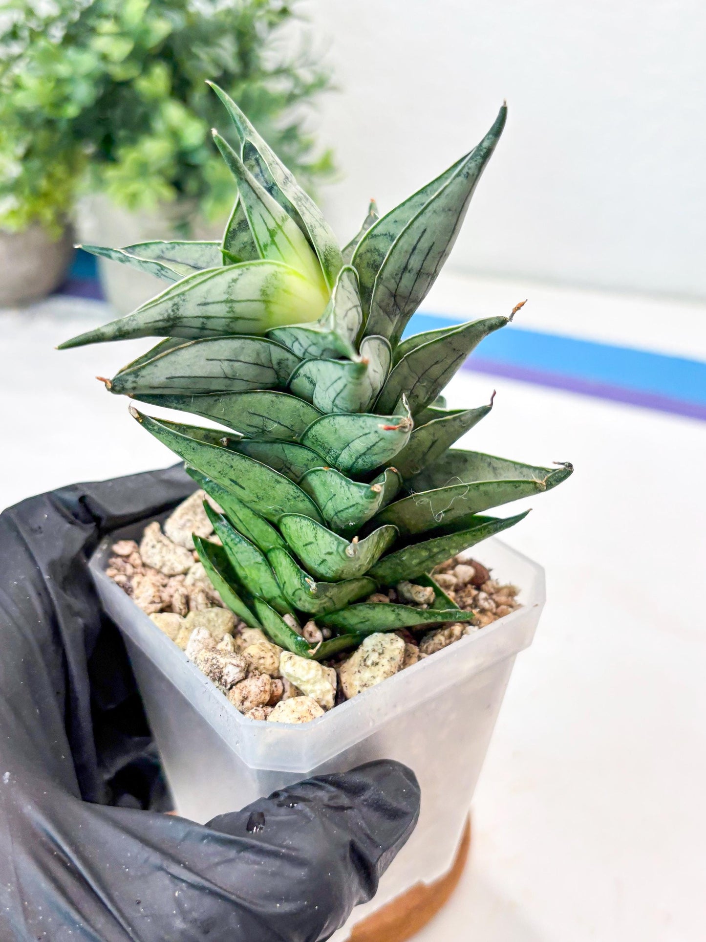 Sansevieria Zora (#Ba76) | Rare Snake Plant