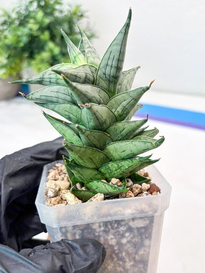 Sansevieria Zora (#Ba76) | Rare Snake Plant