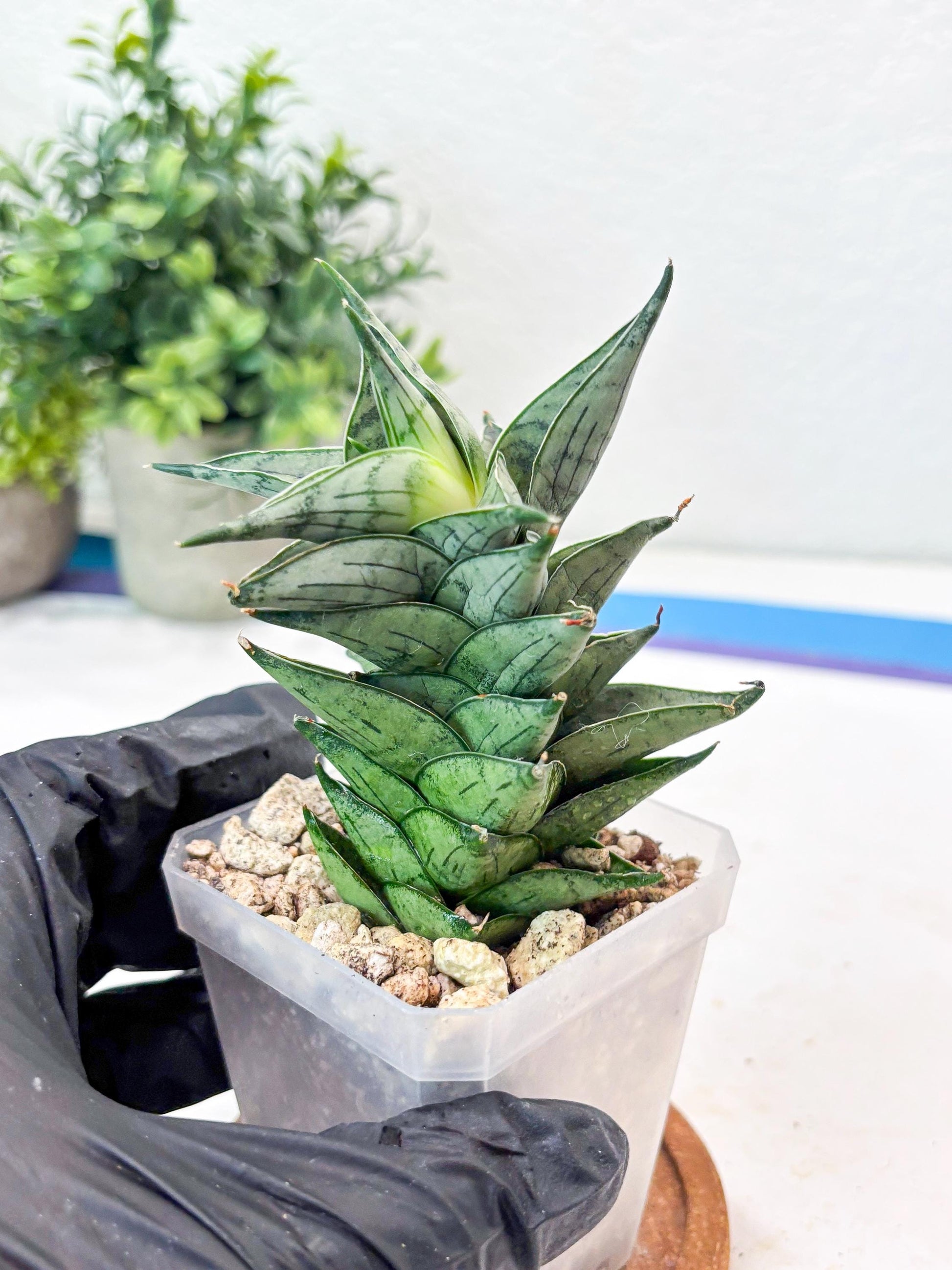 Sansevieria Zora (#Ba76) | Rare Snake Plant