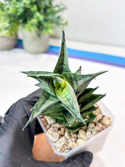 Sansevieria Zora (#Ba76) | Rare Snake Plant