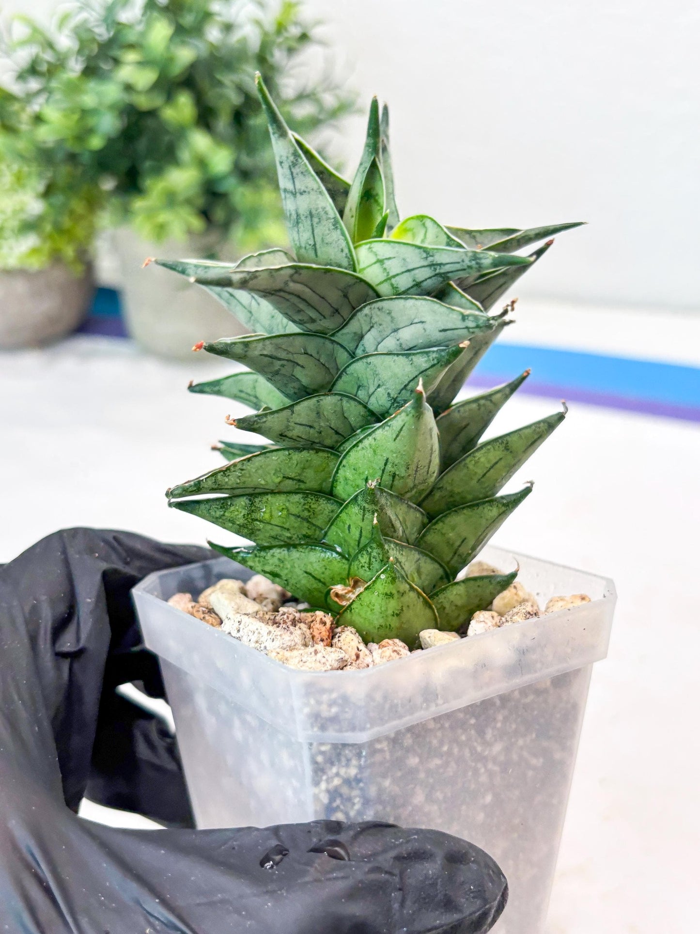 Sansevieria Zora (#Ba76) | Rare Snake Plant