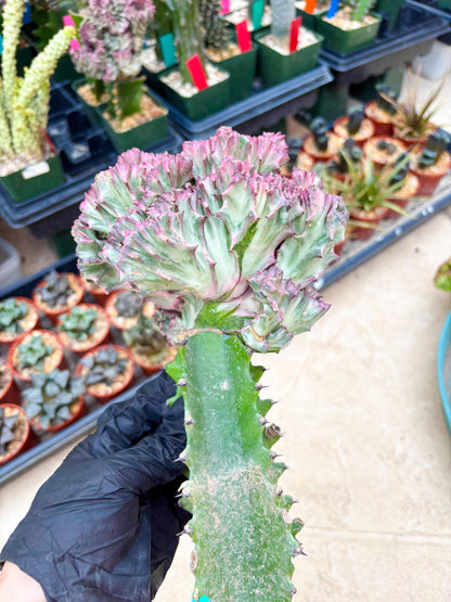 Large Lactea Crested Grafted (#1) | You get the exact Plant!!!!