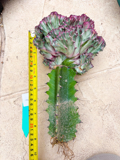 Large Lactea Crested Grafted (#1) | You get the exact Plant!!!!