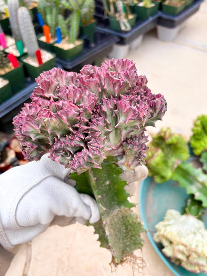Large Lactea Crested Grafted (#1) | You get the exact Plant!!!!