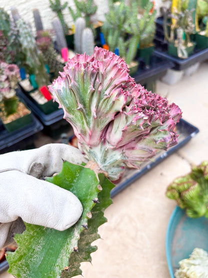 Large Lactea Crested Grafted (#2) | You get the exact Plant!!!!