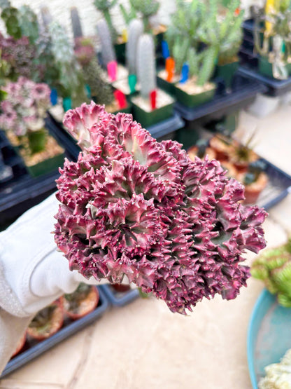 Large Lactea Crested Grafted (#2) | You get the exact Plant!!!!