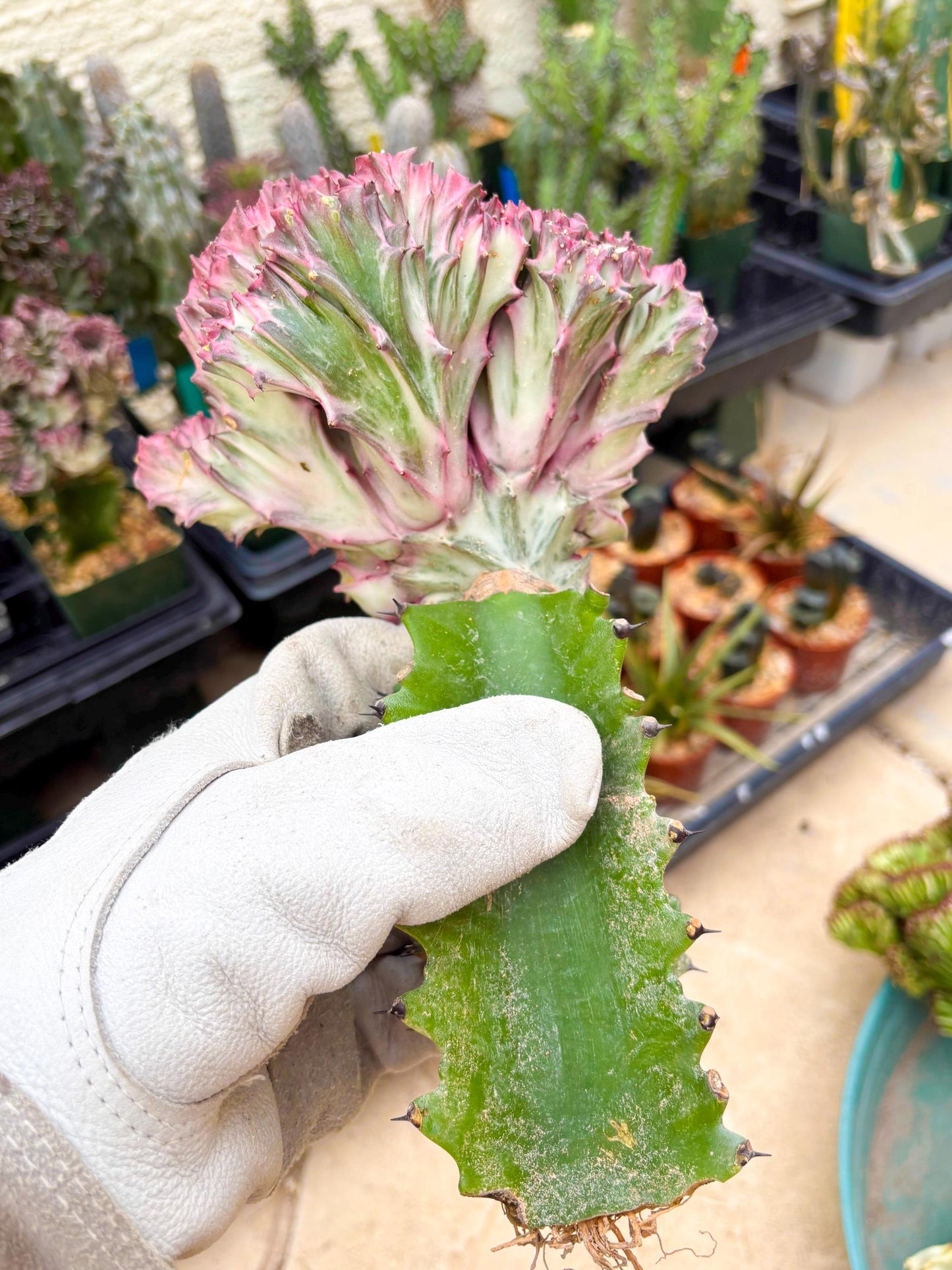 Large Lactea Crested Grafted (#2) | You get the exact Plant!!!!